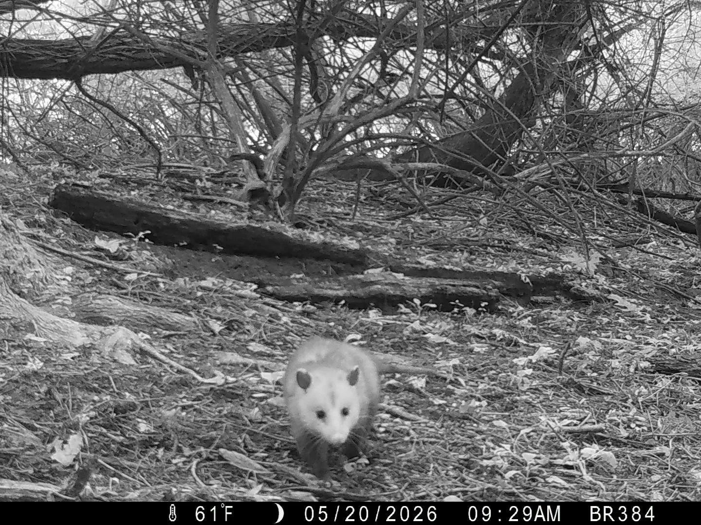 opossum.jpg
