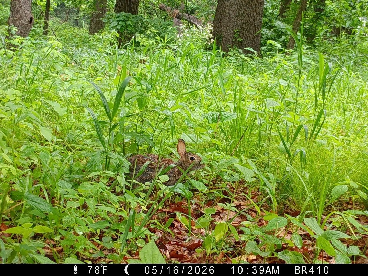 cottontail.jpg