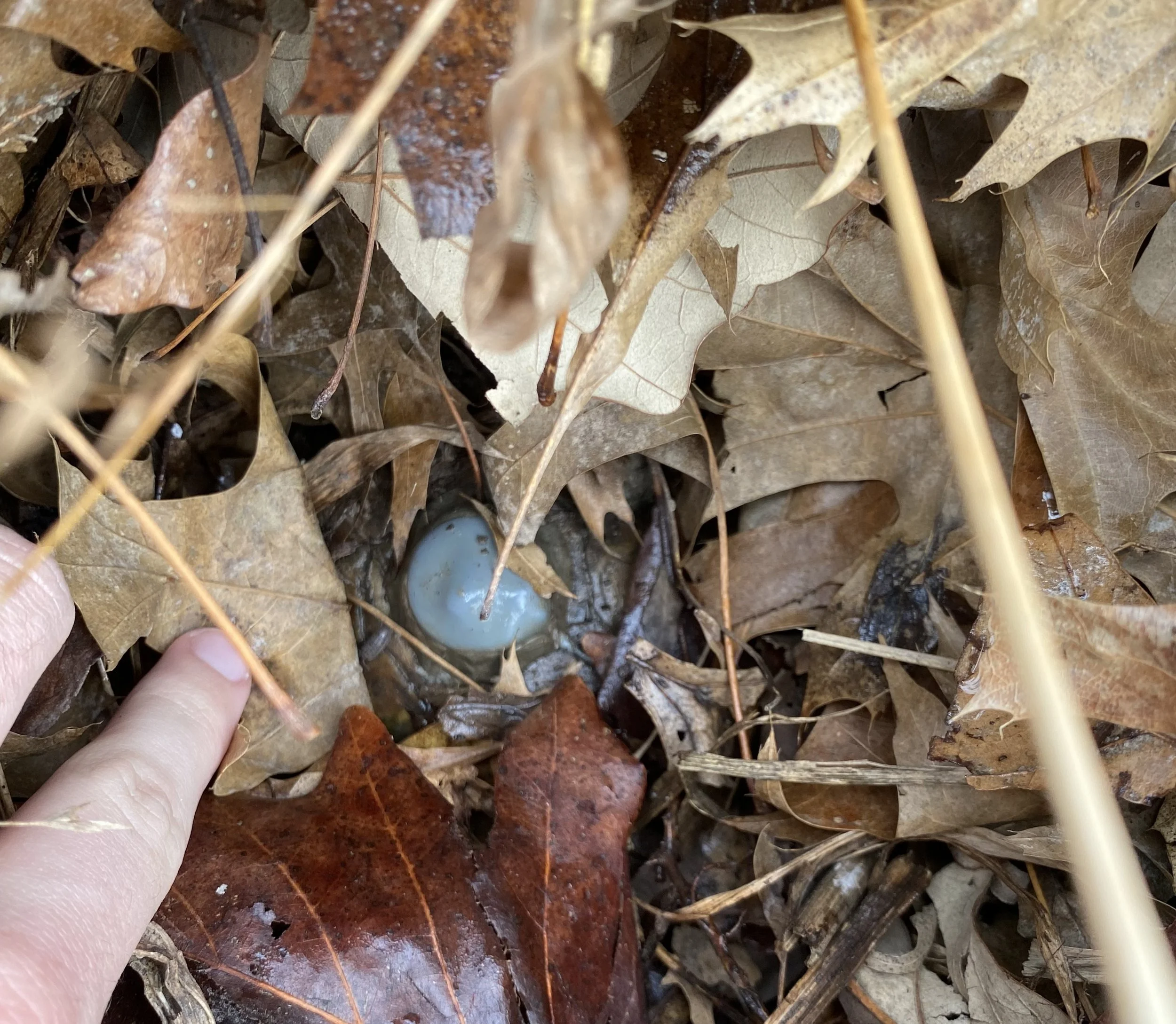 turtles-make-their-first-appearance-forest-park-living-lab
