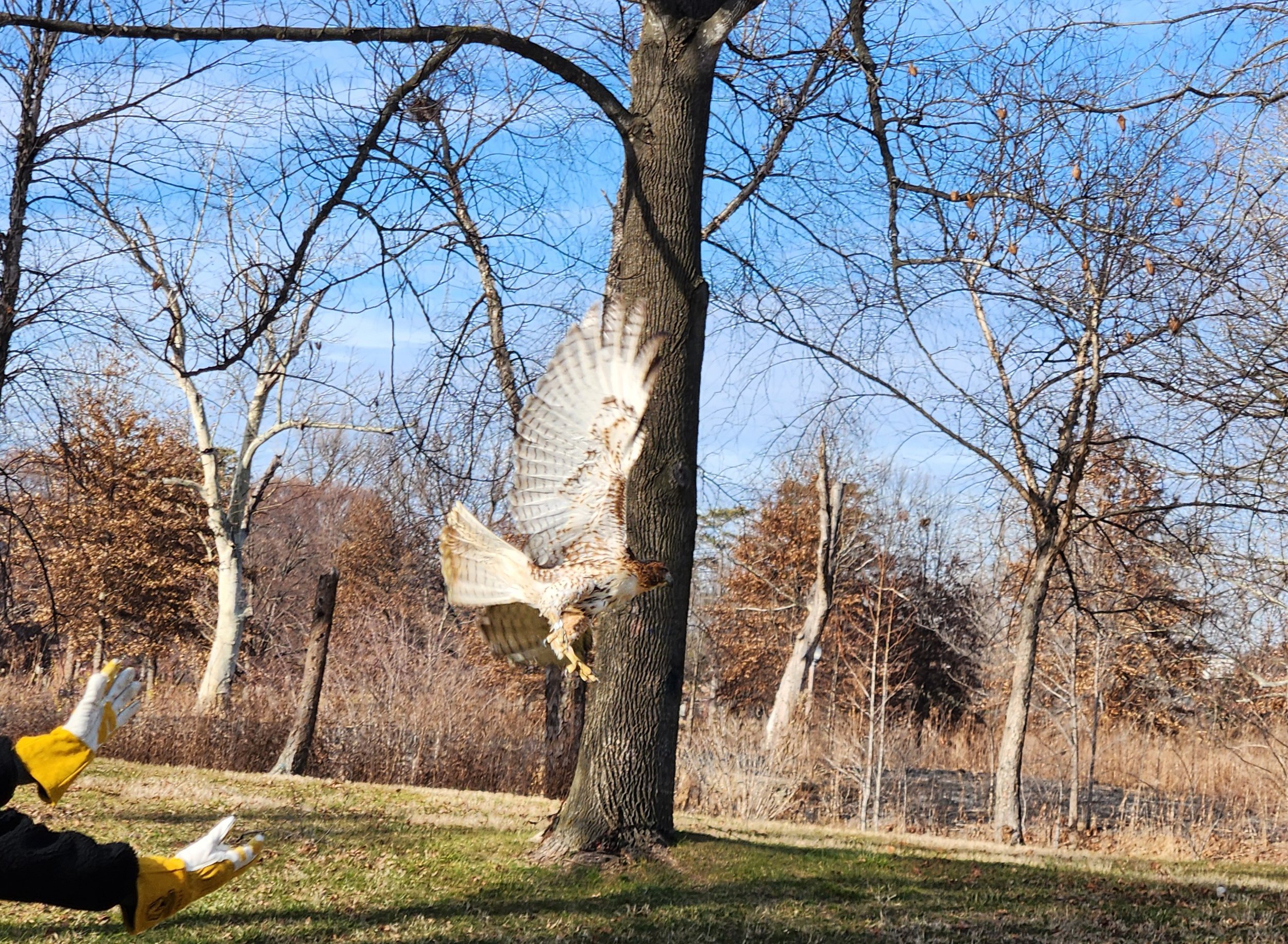 It's tough to be an urban raptor — Forest Park Living Lab