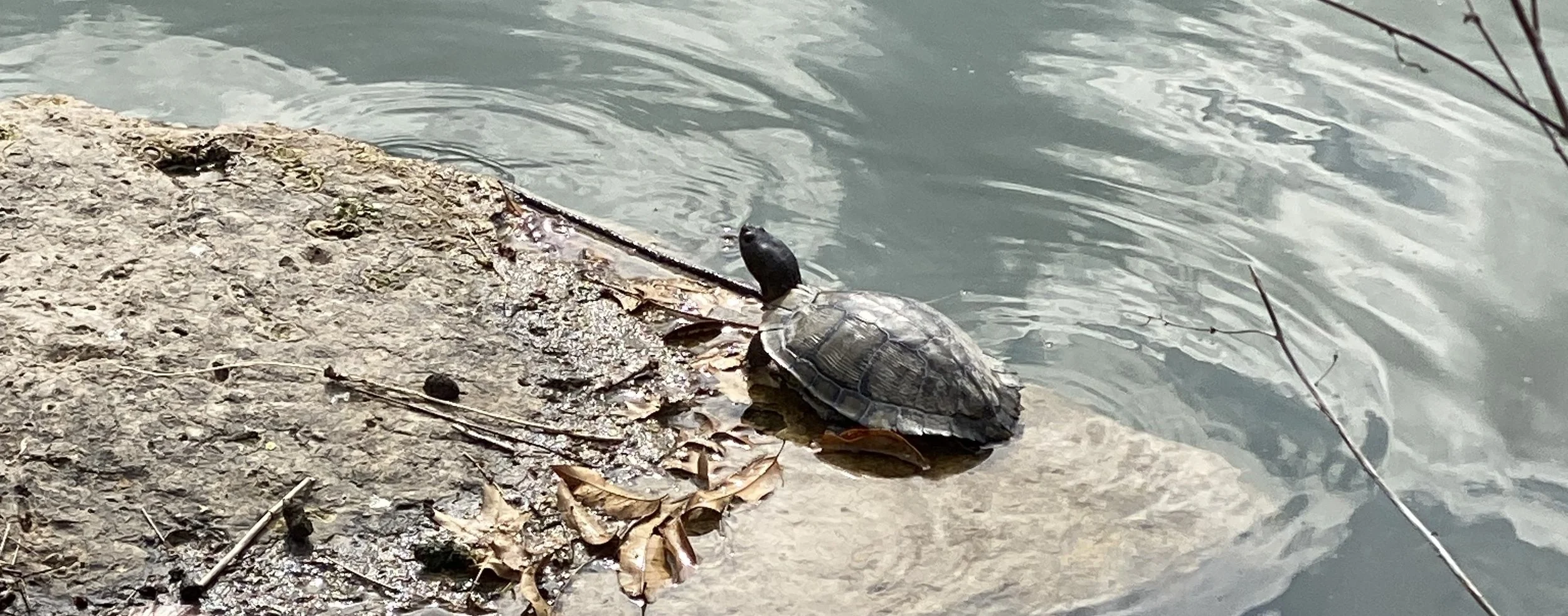 Turtles make their first appearance! — Forest Park Living Lab
