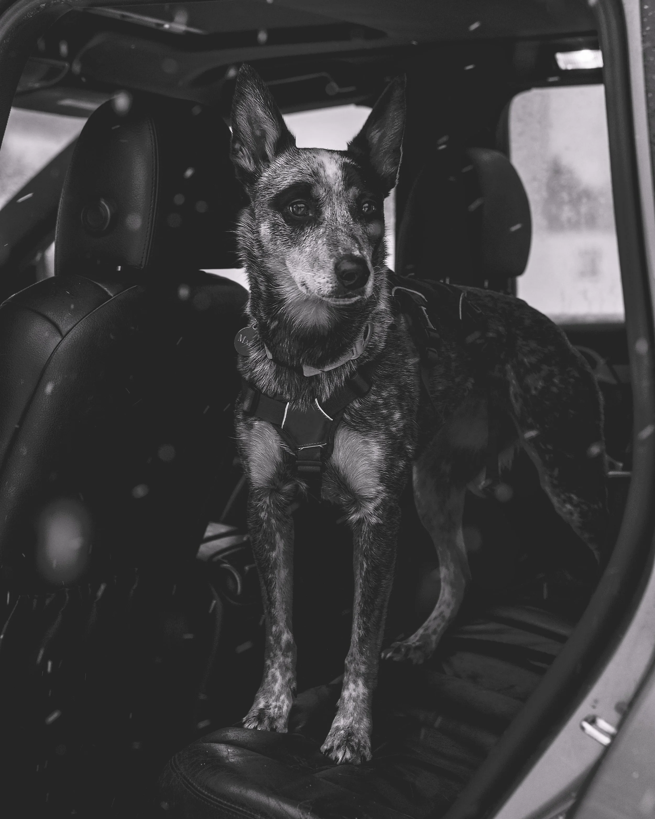 A dog with a halter standing inside a vehicle, looking out the window.