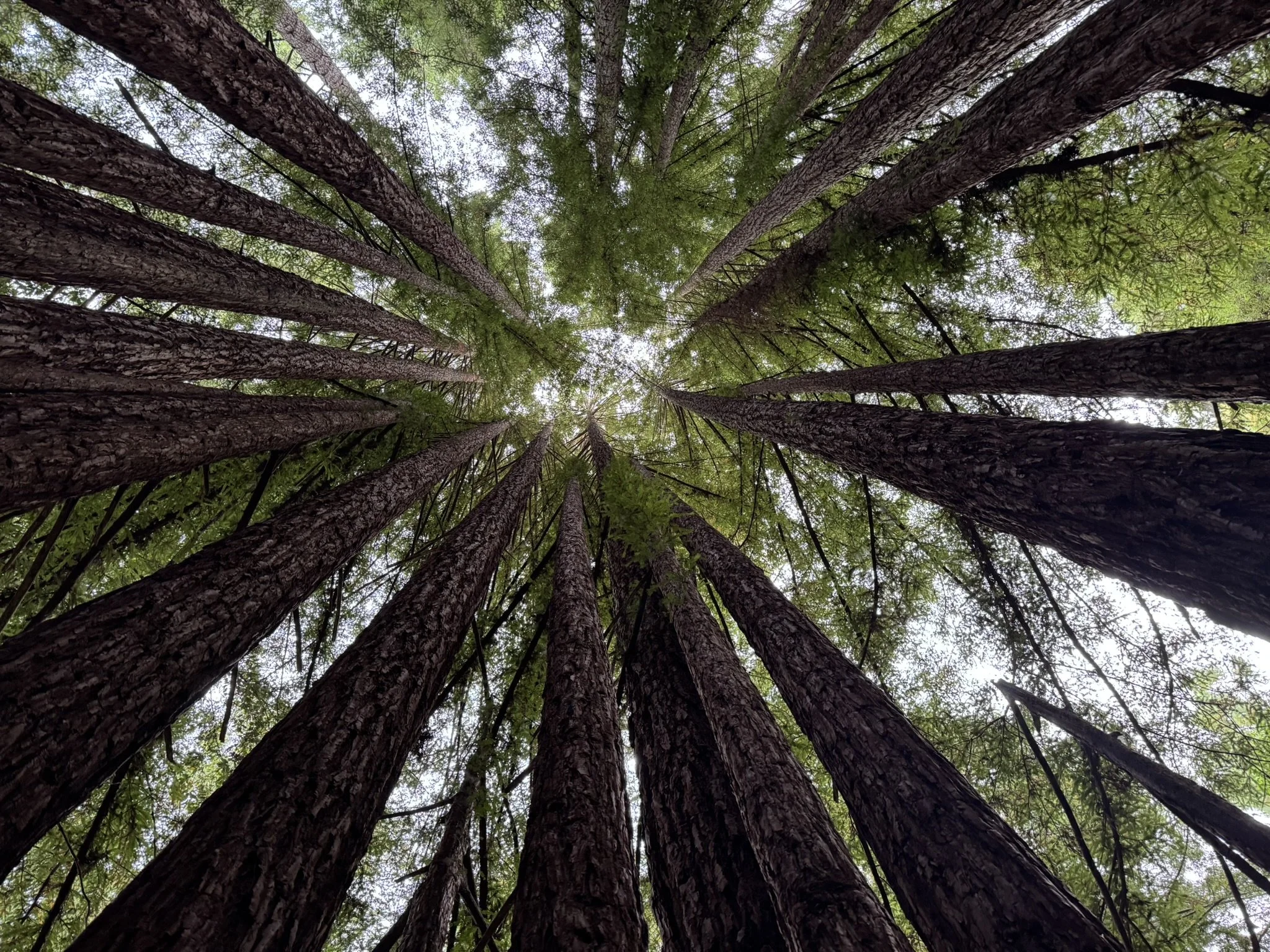Look upward at tall trees with brown textured bark and green leaves, canopy visible against a cloudy sky.