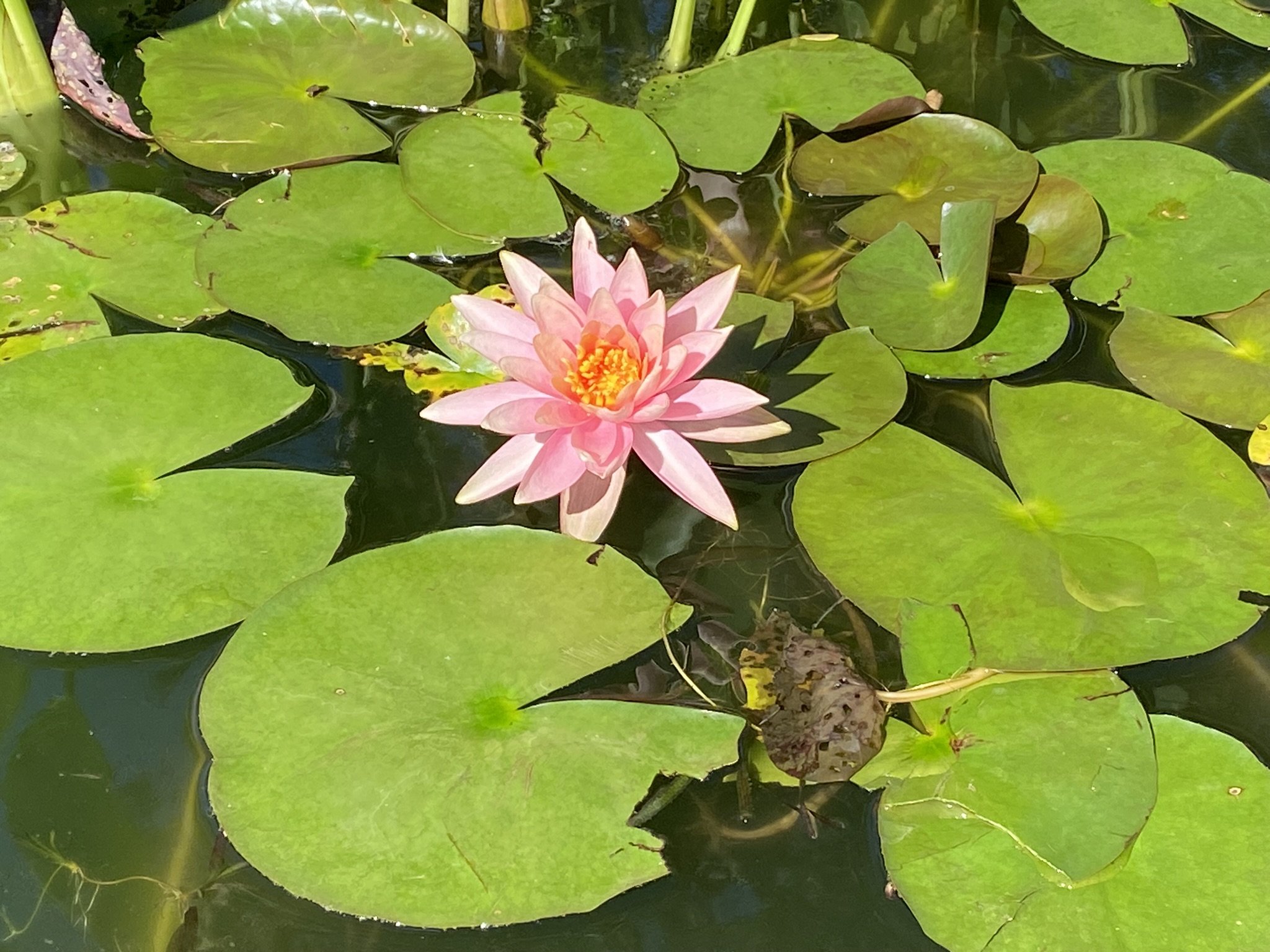Pink water lily flower surrounded by green lily pads on a pond.