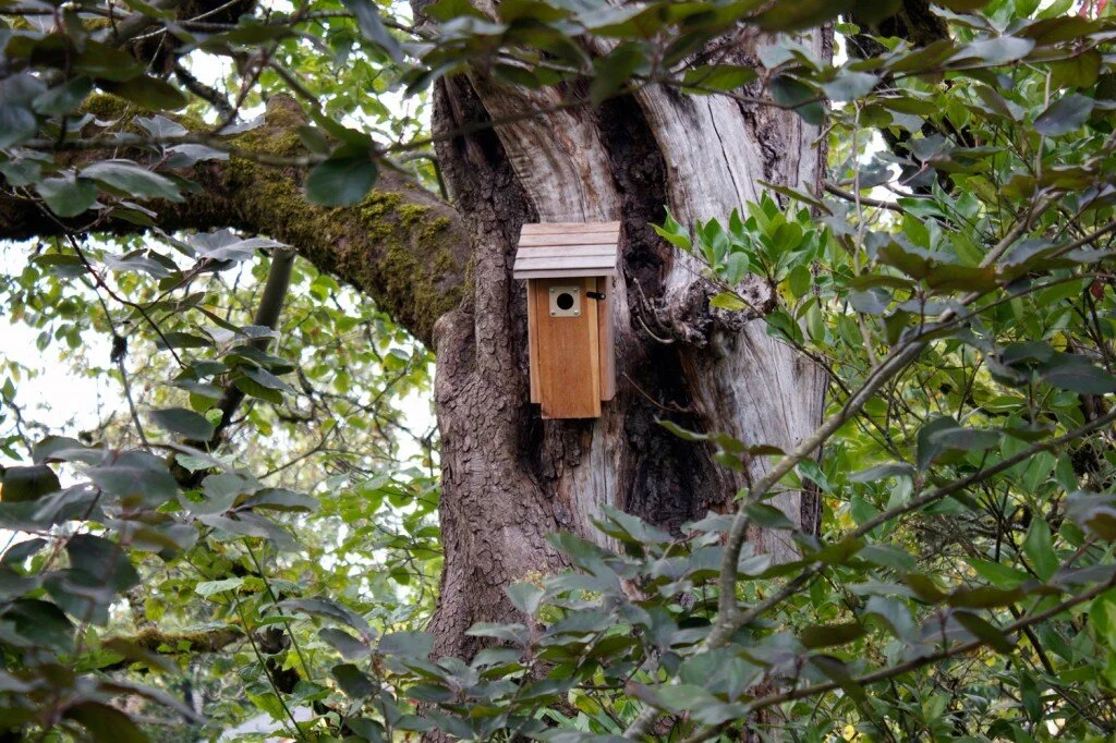 Honl Tree Care