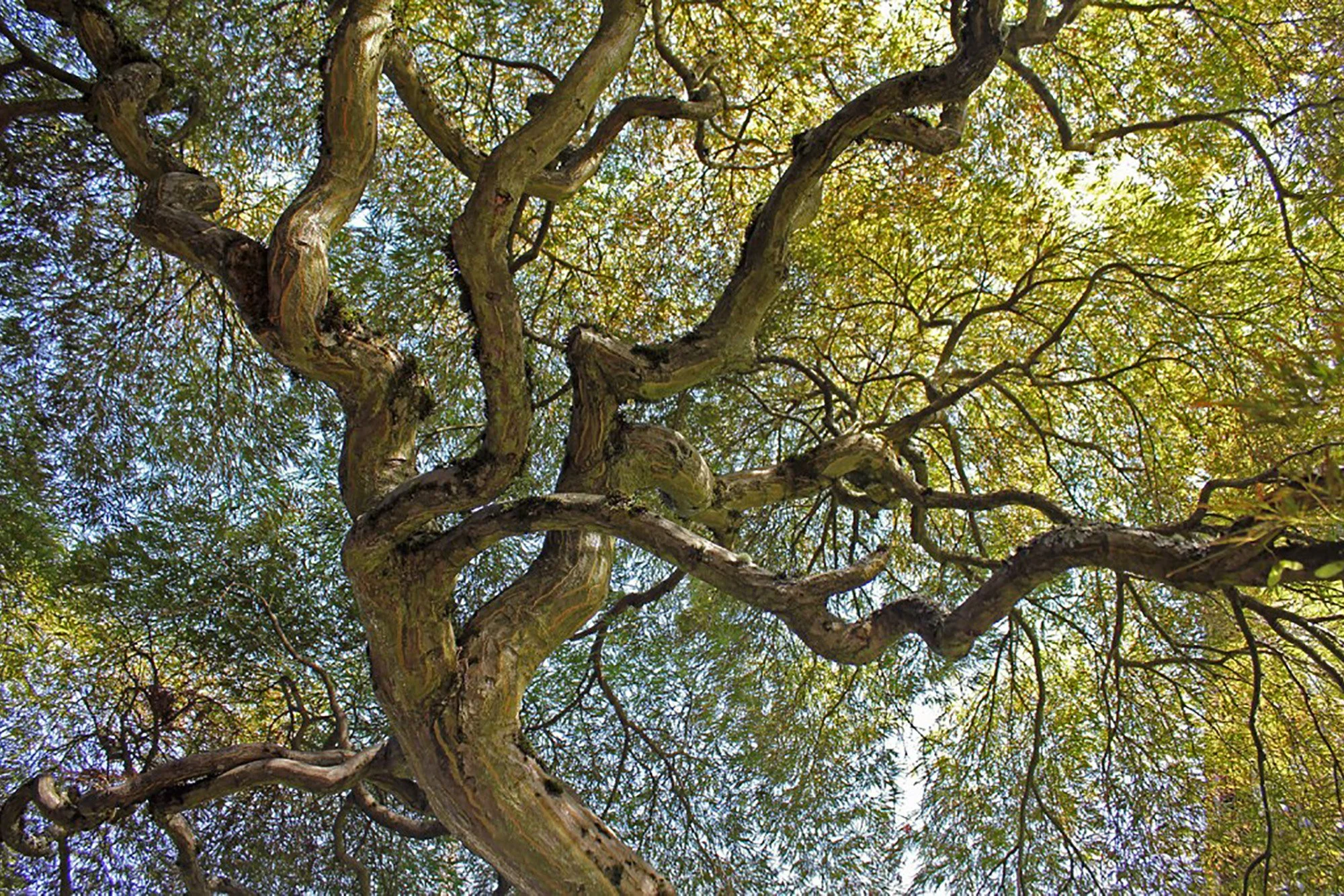 Honl Tree Care Inc gallery 4