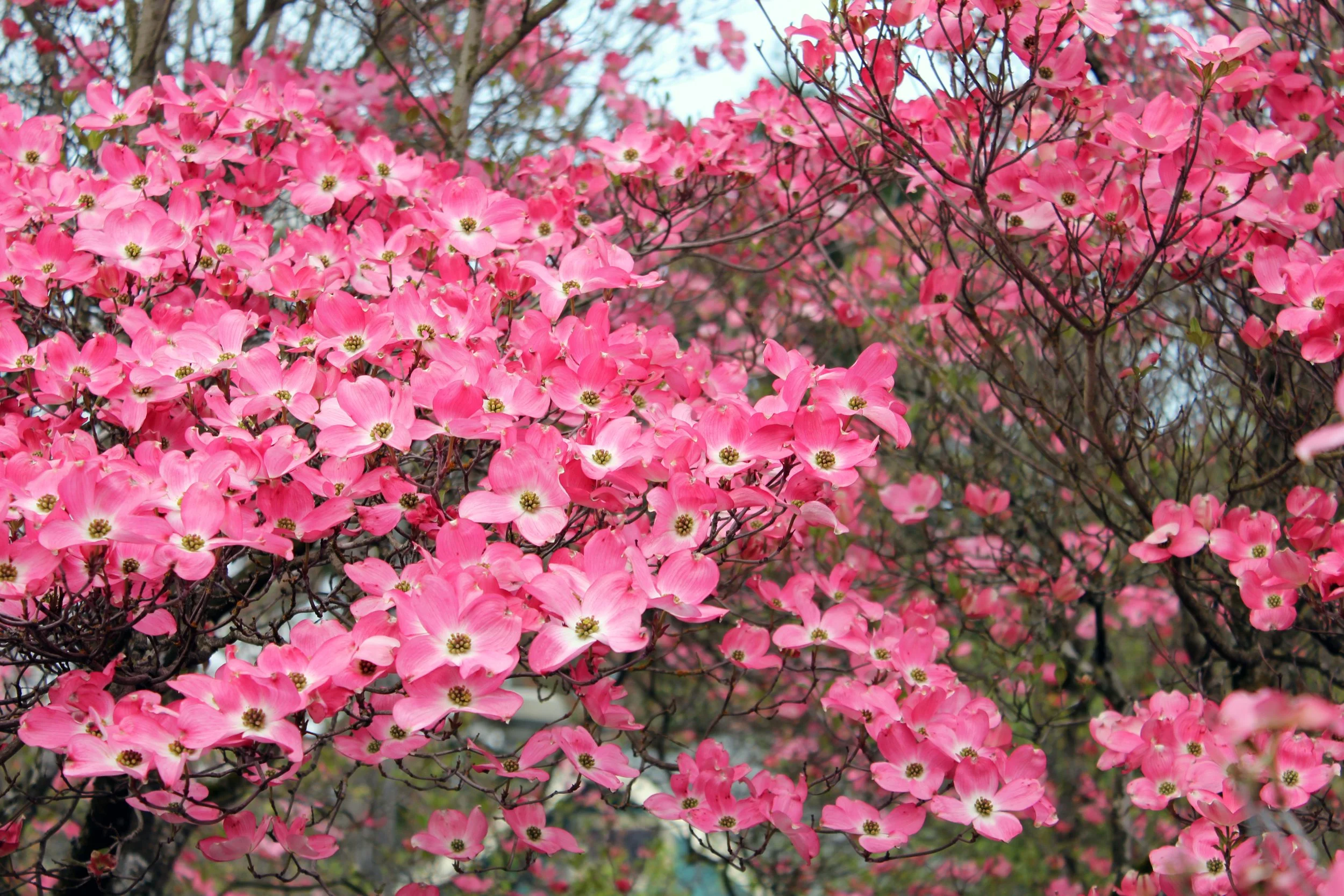 Honl Tree Care Inc gallery 2