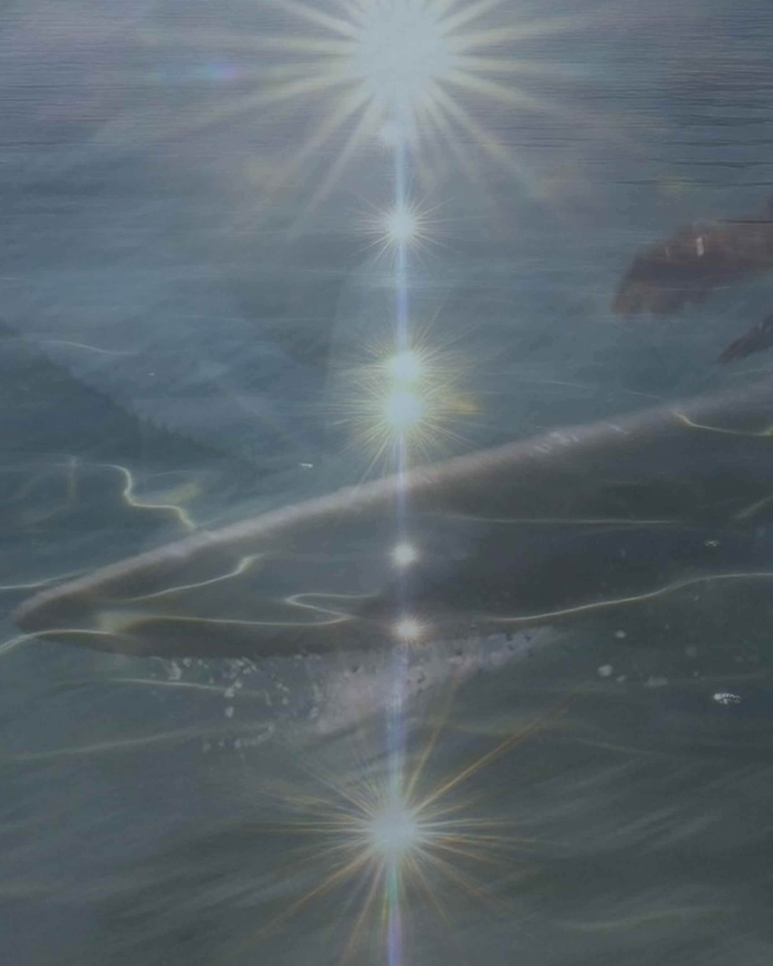 Shark swimming near the surface of the water, with sunlight reflecting and creating starburst effects on the water surface.