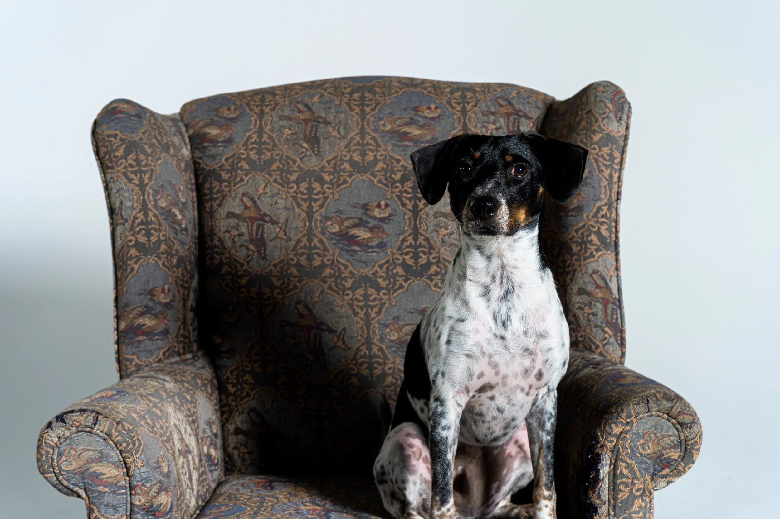 A black and white dog with brown markings sitting on a vintage patterned upholstered armchair, against a plain background.