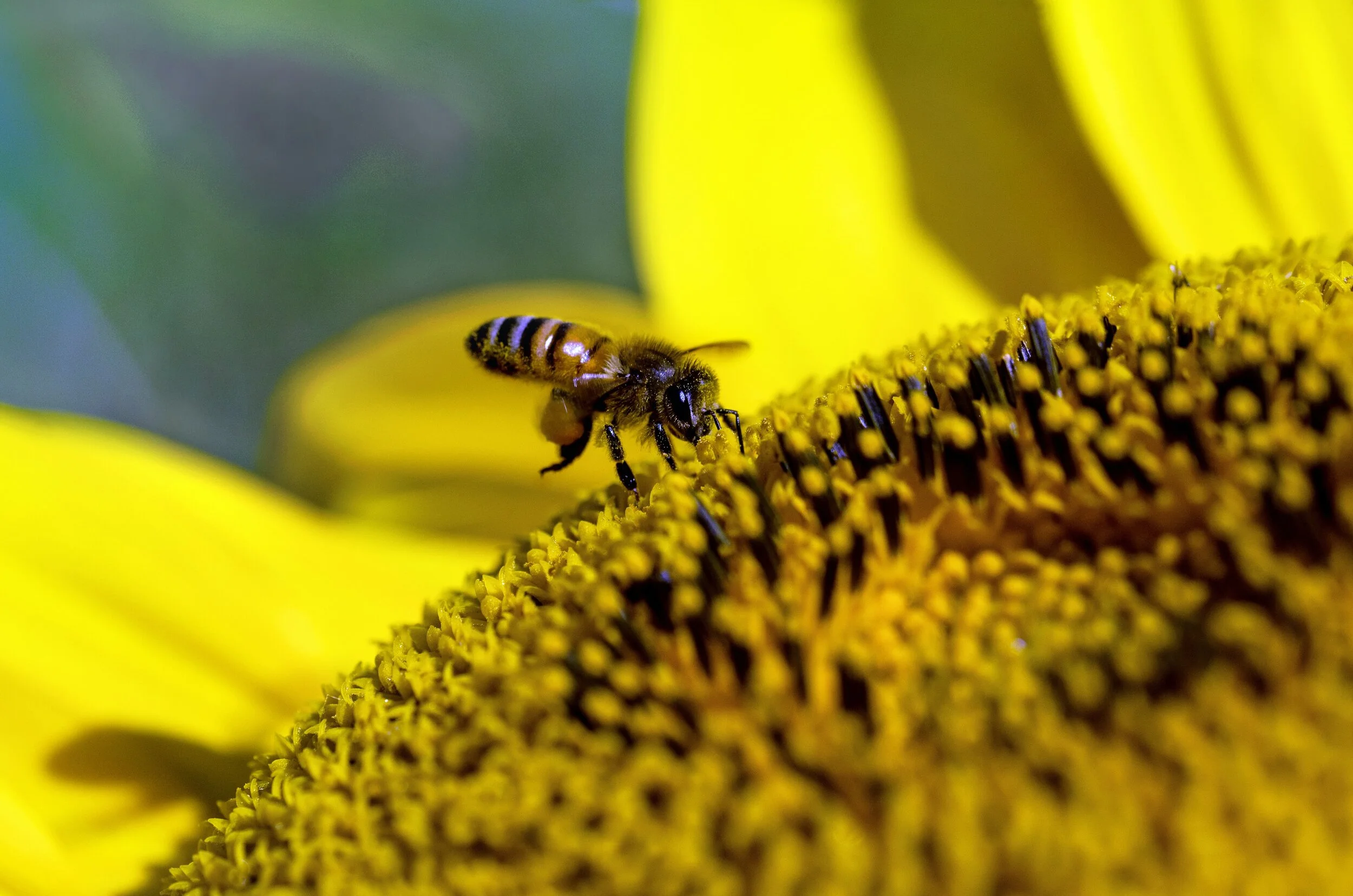 Nutrition of Raw Honey