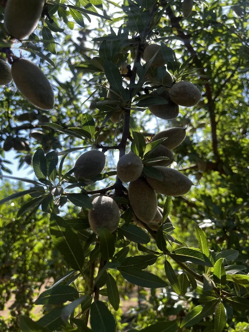 Conservation Co-Benefits Protected in Perpetuity by NCRLT’s Acquisition of Kittyhawk Orchards 