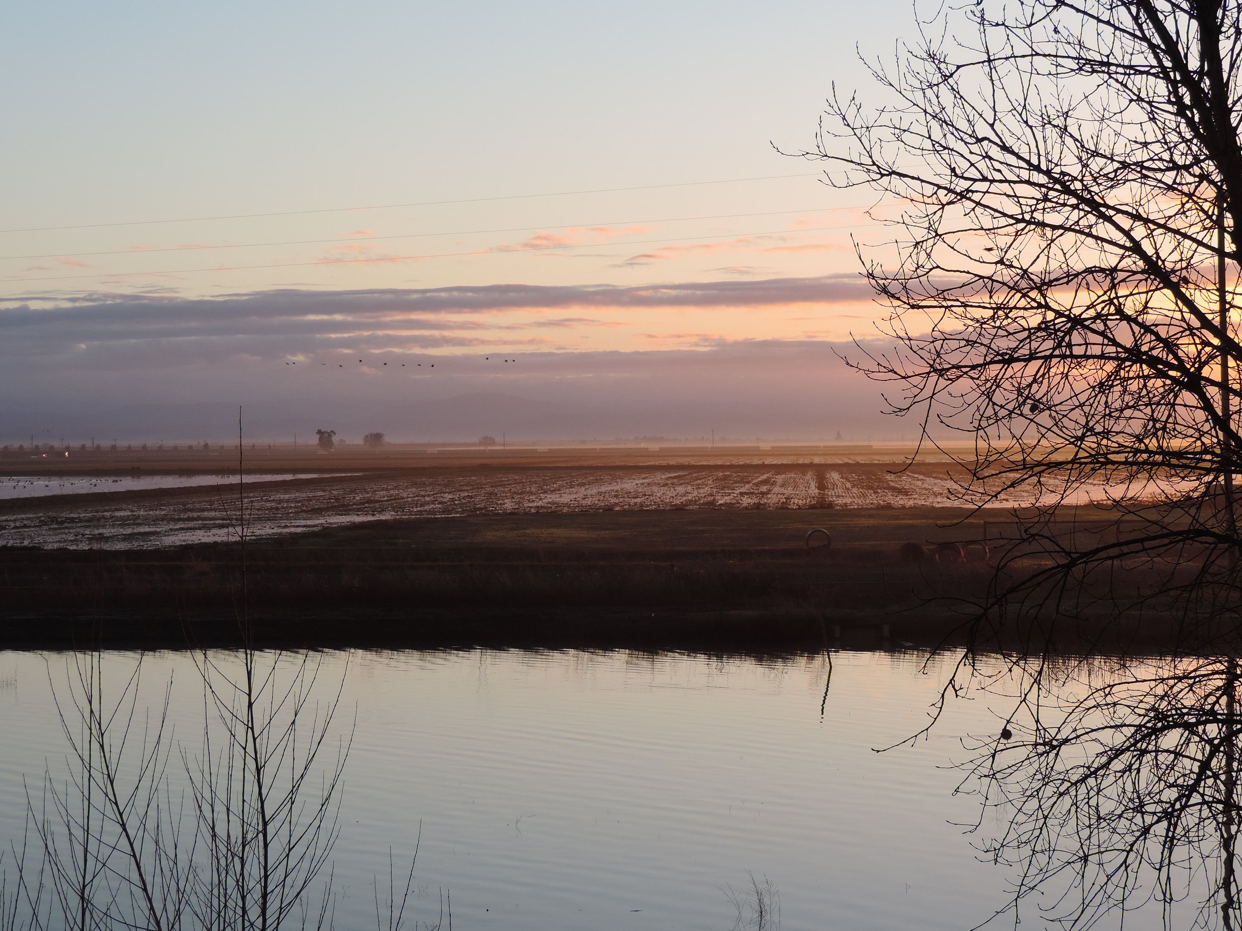 Sandhill Cranes Journey a long way, as has YOUR Northern California Regional Land Trust!