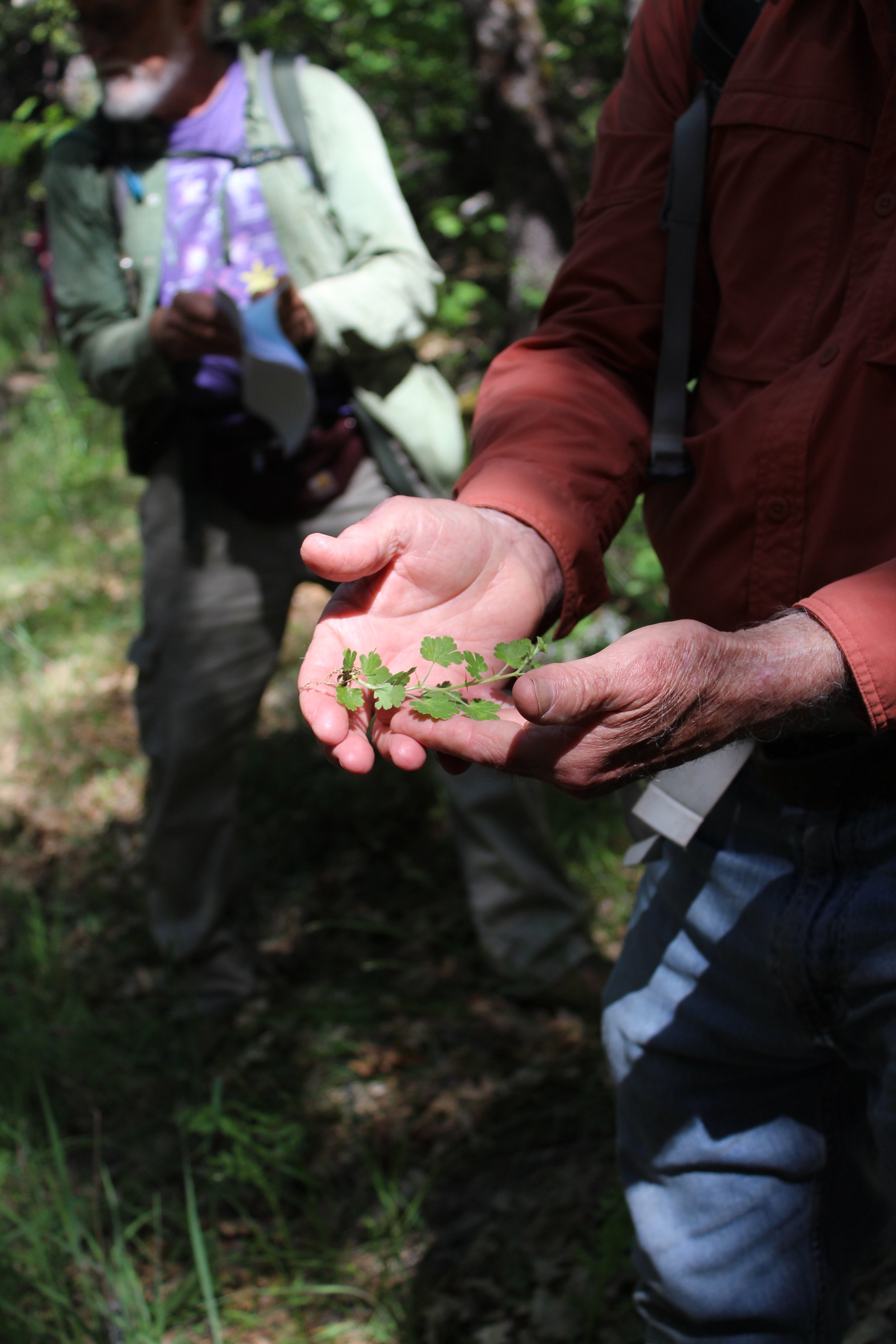 The Botanist's Journey Through Deer Creek Preserve