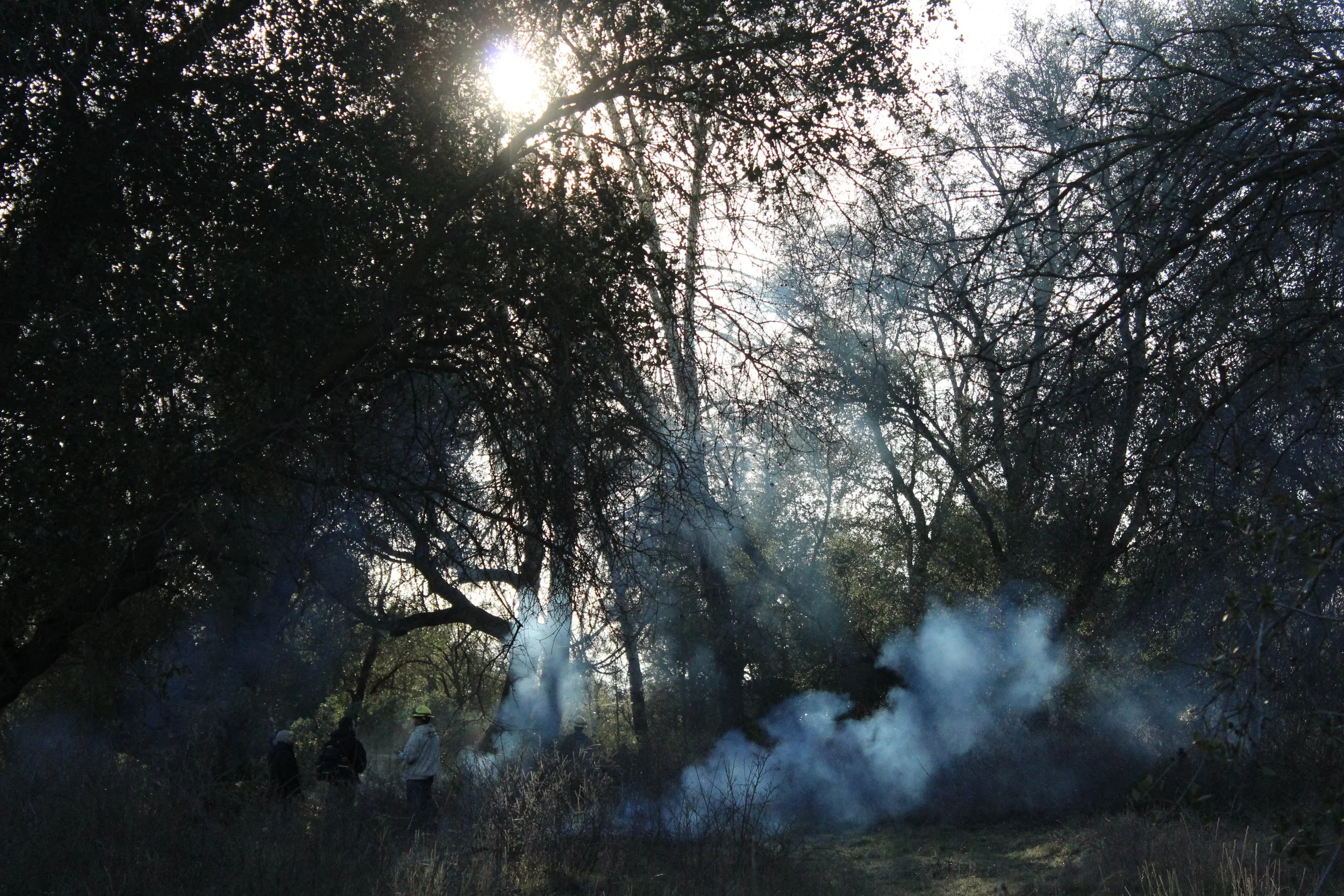 Sourberry Stalks and Revitalizing Fire