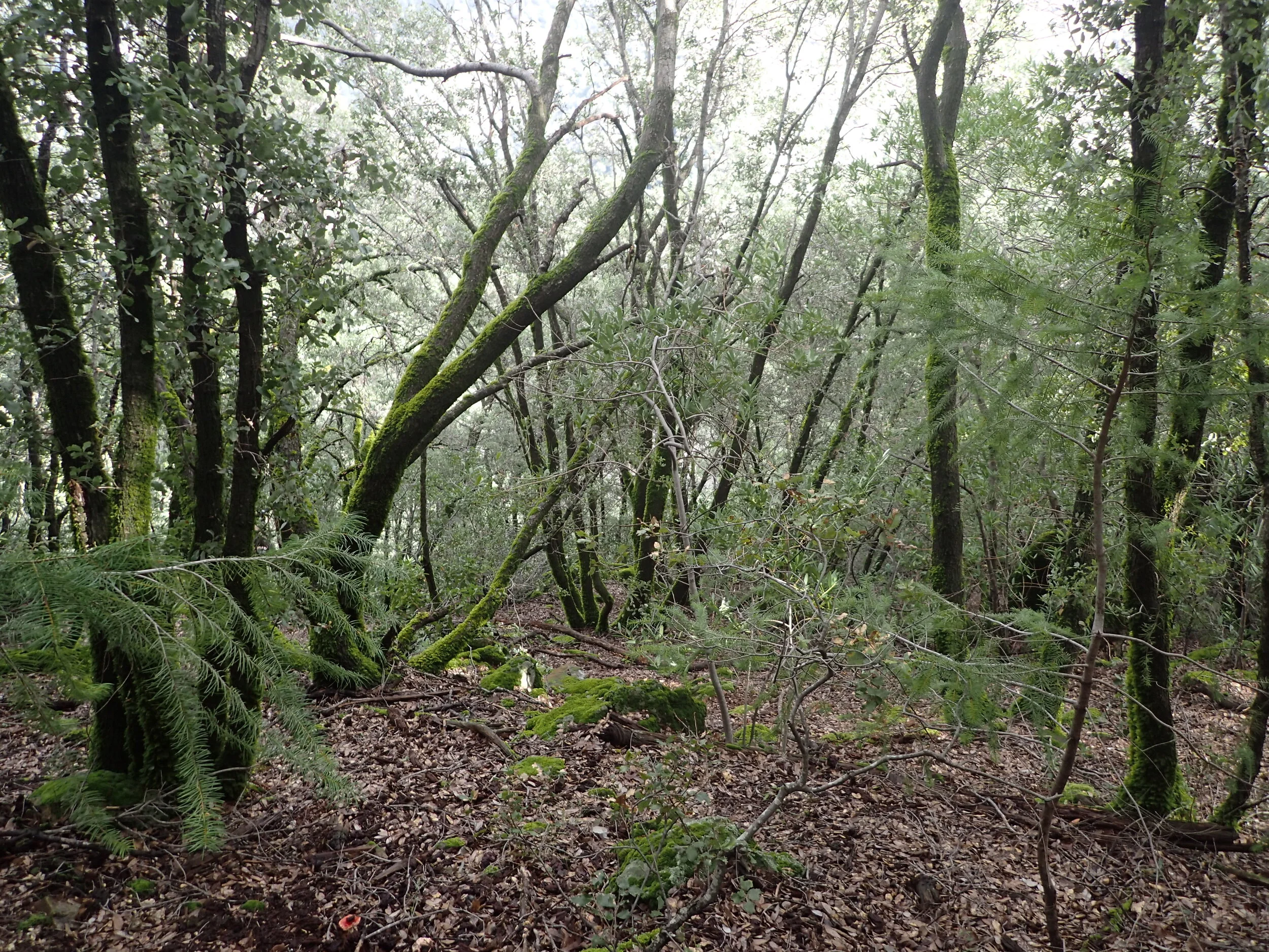 A beautiful example of the mixed coniferous forest protected by the Conservation Easement. Under the terms of the deed, sound timber management practices are used to prevent overstocking while protecting the habitat values of the property. 

Photo Cr