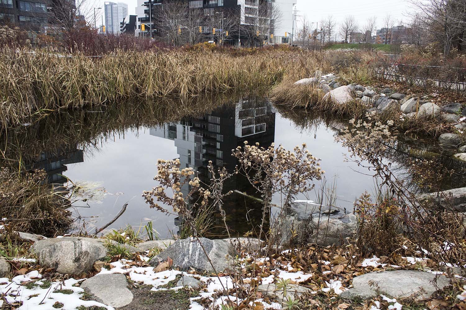 JULIAN LYNN, 3RD YEAR, THE POND, PHOTO, 14” X 20”, 2020