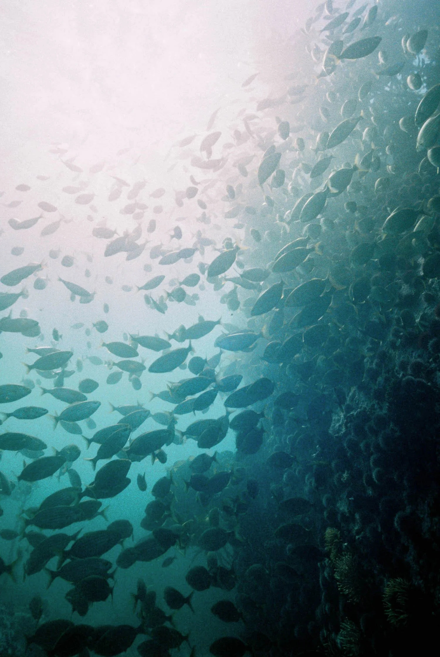 divingarticle-3.jpg