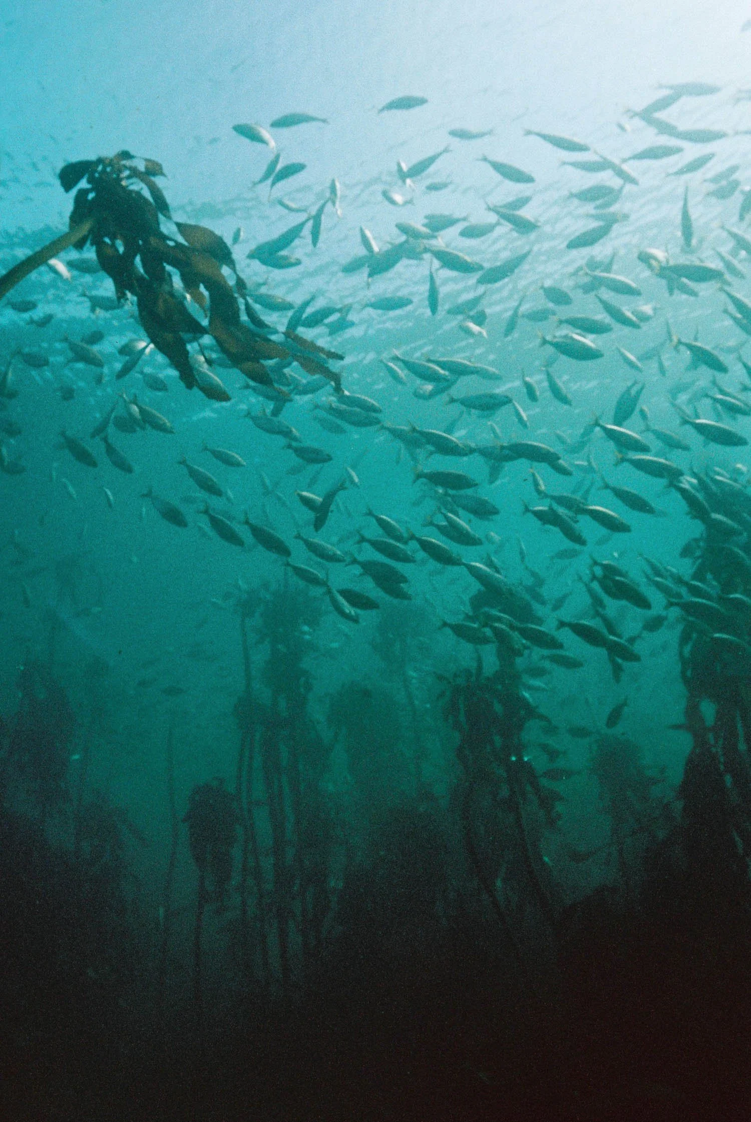 divingarticle-2.jpg