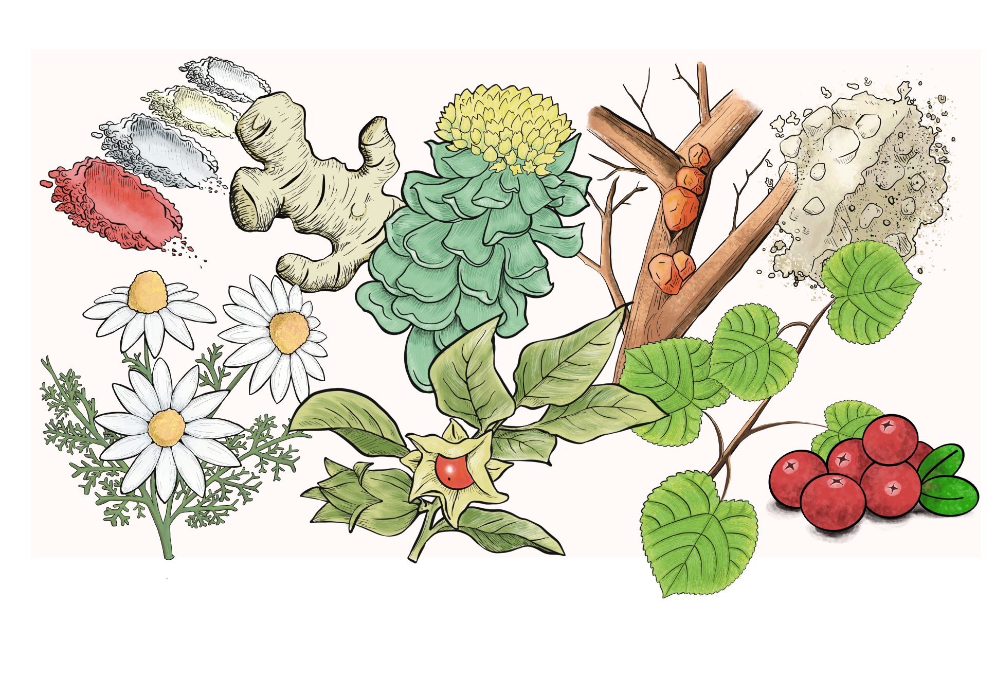 Ingredient Illustrations