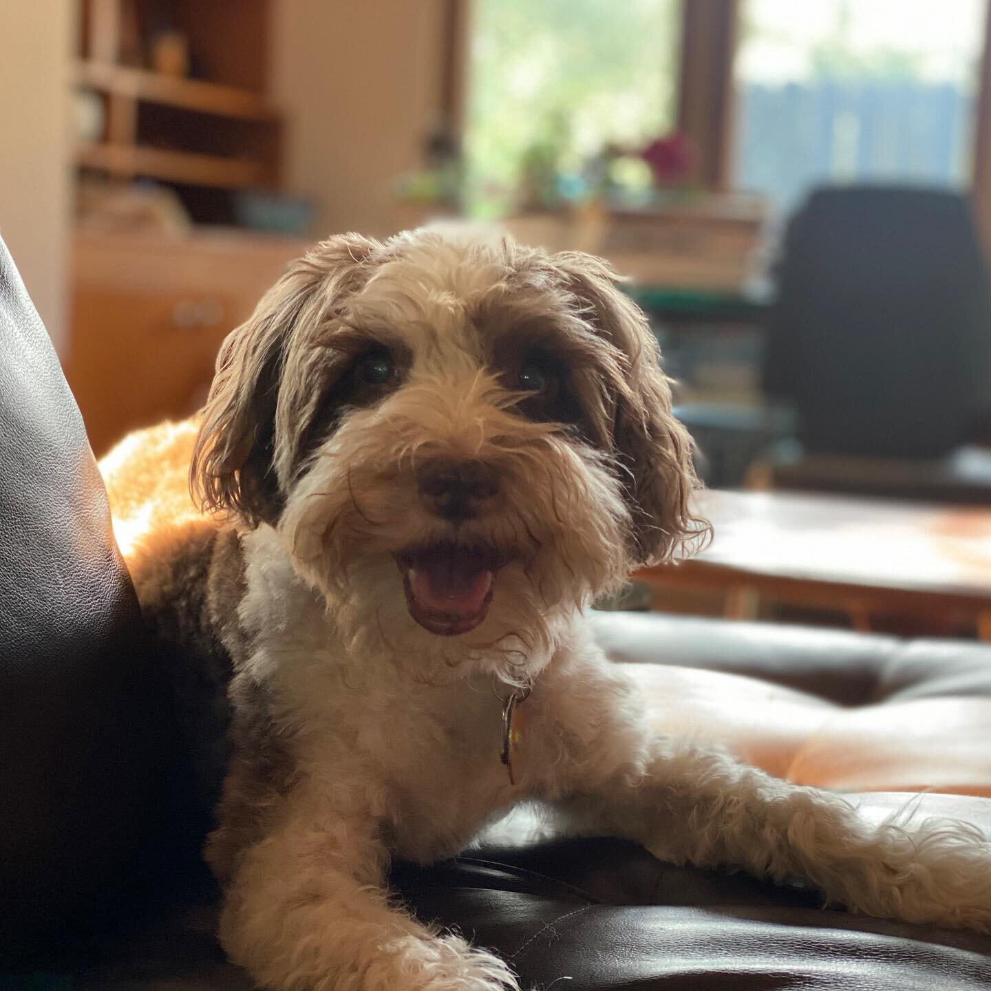 Scooter....hound of leisure