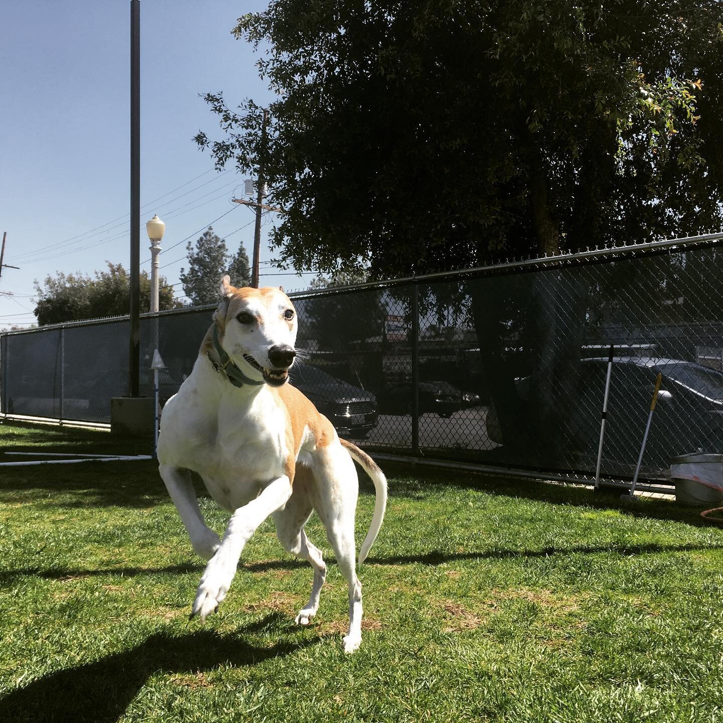 Olive stretching her legs