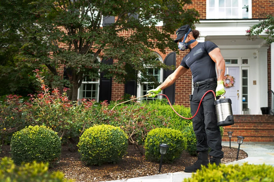 Top 10 most unwanted pests