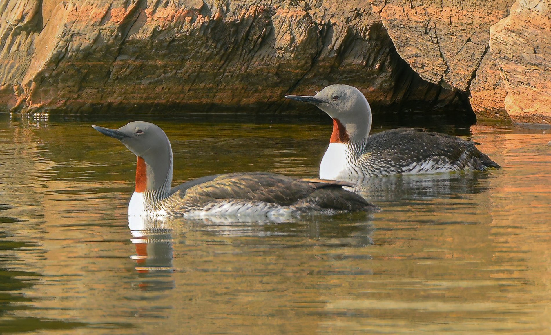 Plongeons catmarin © Claude Breton
Une belle découverte
Cette photo a été prise à L’Anse-à-Beaufils en Gaspésie. Il s’agissait de mon premier voyage ornithologique. Un ami avait aperçu ce couple de Plongeon catmarin et est venu me chercher pour que j