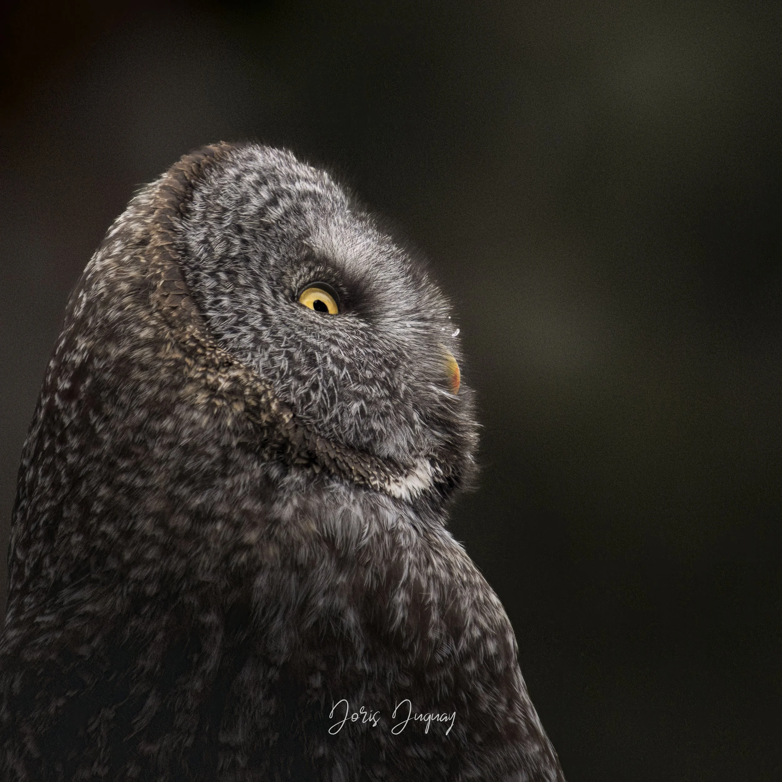 Chouette lapone
© Doris Duguay
Une expérience chargée d’émotions.
Être spectatrice de la nature est pour moi savourer le parfum du quotidien.
Chaque moment devient marqueur de qualité de vie provoquant enthousiasme et émerveillement.   L’observation 