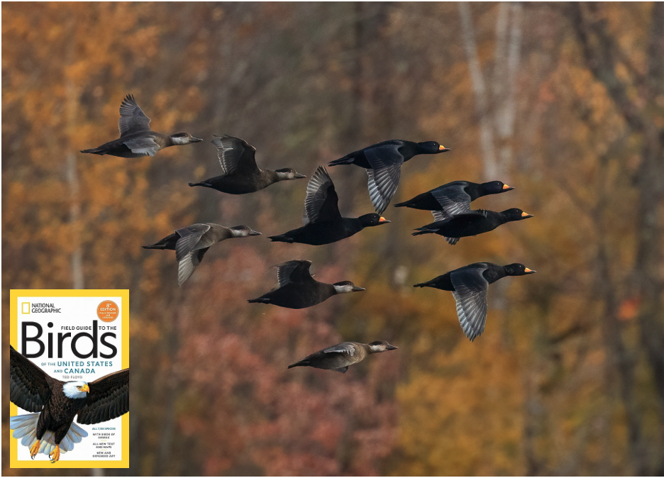 Une photo de Julie Paquette dans le nouveau Guide National Geographic