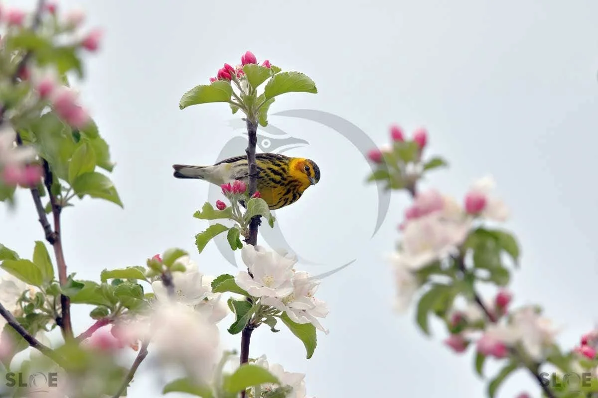 Causerie photo Participez à notre activité spéciale dédiée à la photographie ornithologique!