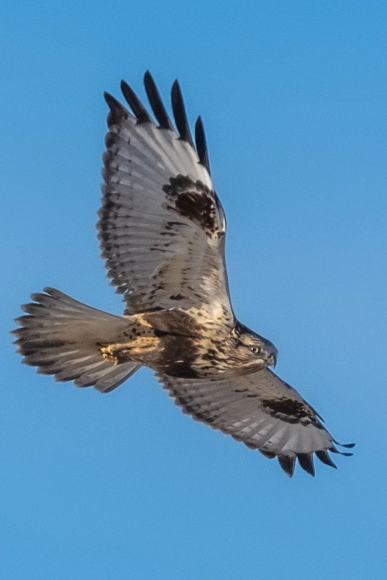 Tournée des rapaces, région de Saint-Alphonse-de-Granby