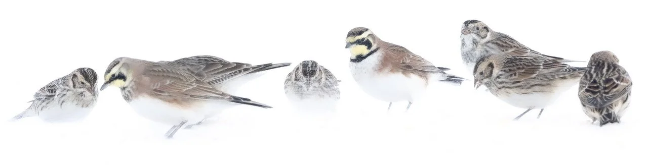 MÉDAILLE D'OR - André Dupras