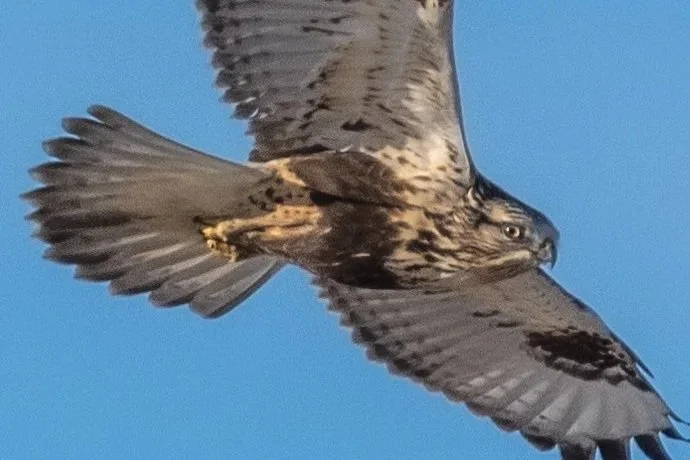 Tournée des rapaces, région de Saint-Alphonse-de-Granby