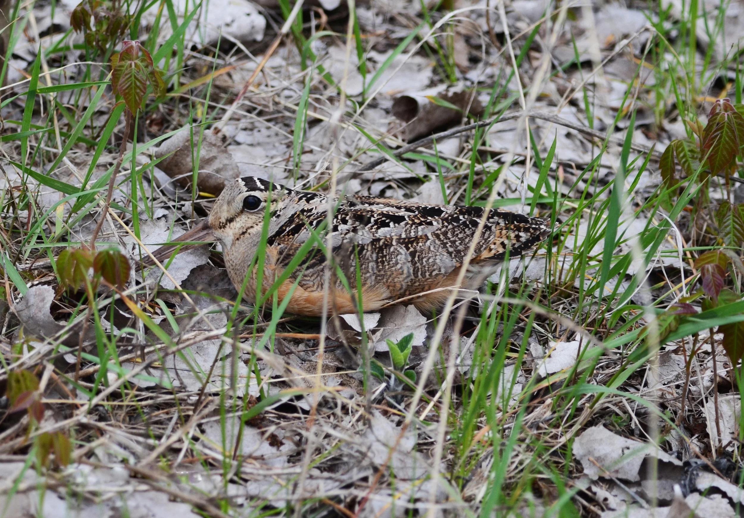 Sortie à la Bécasse d’Amérique