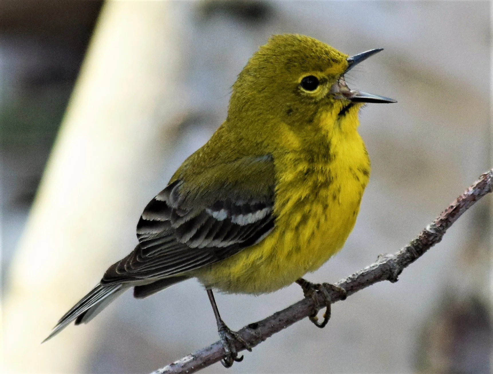 Les sentiers de l’île Marie