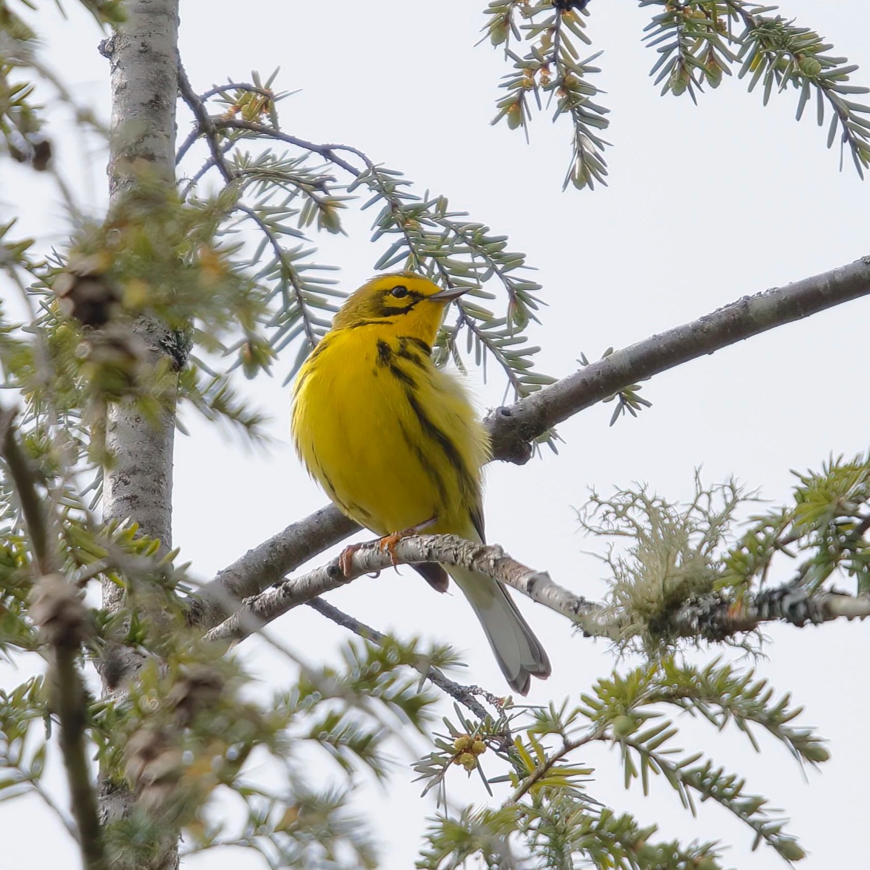 Le sentier Tomifobia