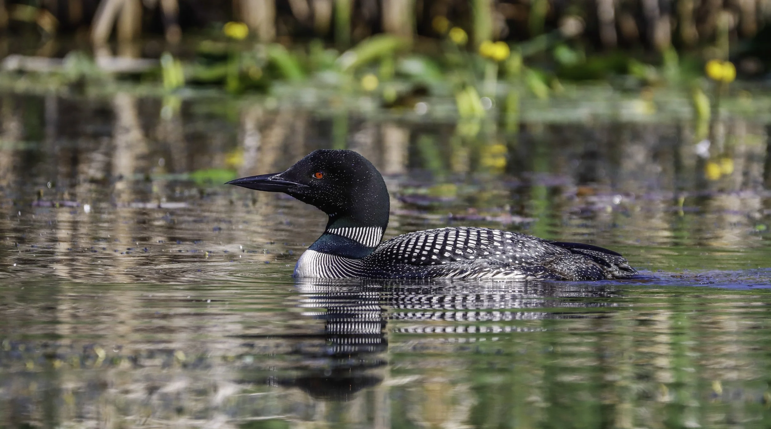SORTIE AUX OISEAUX EN KAYAK