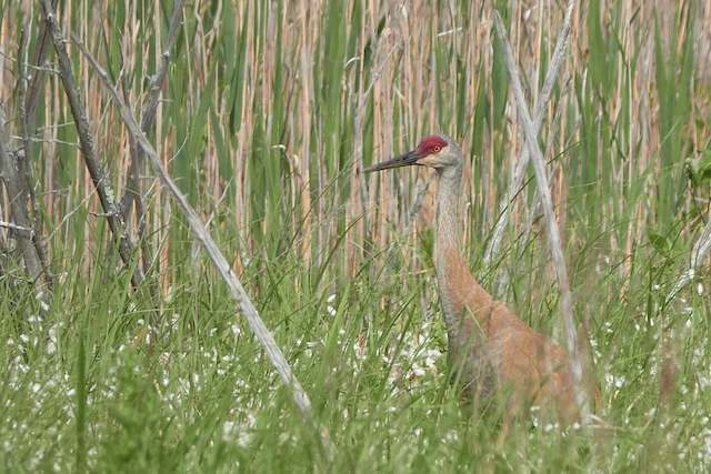 Grue du Canada Elodie Roze