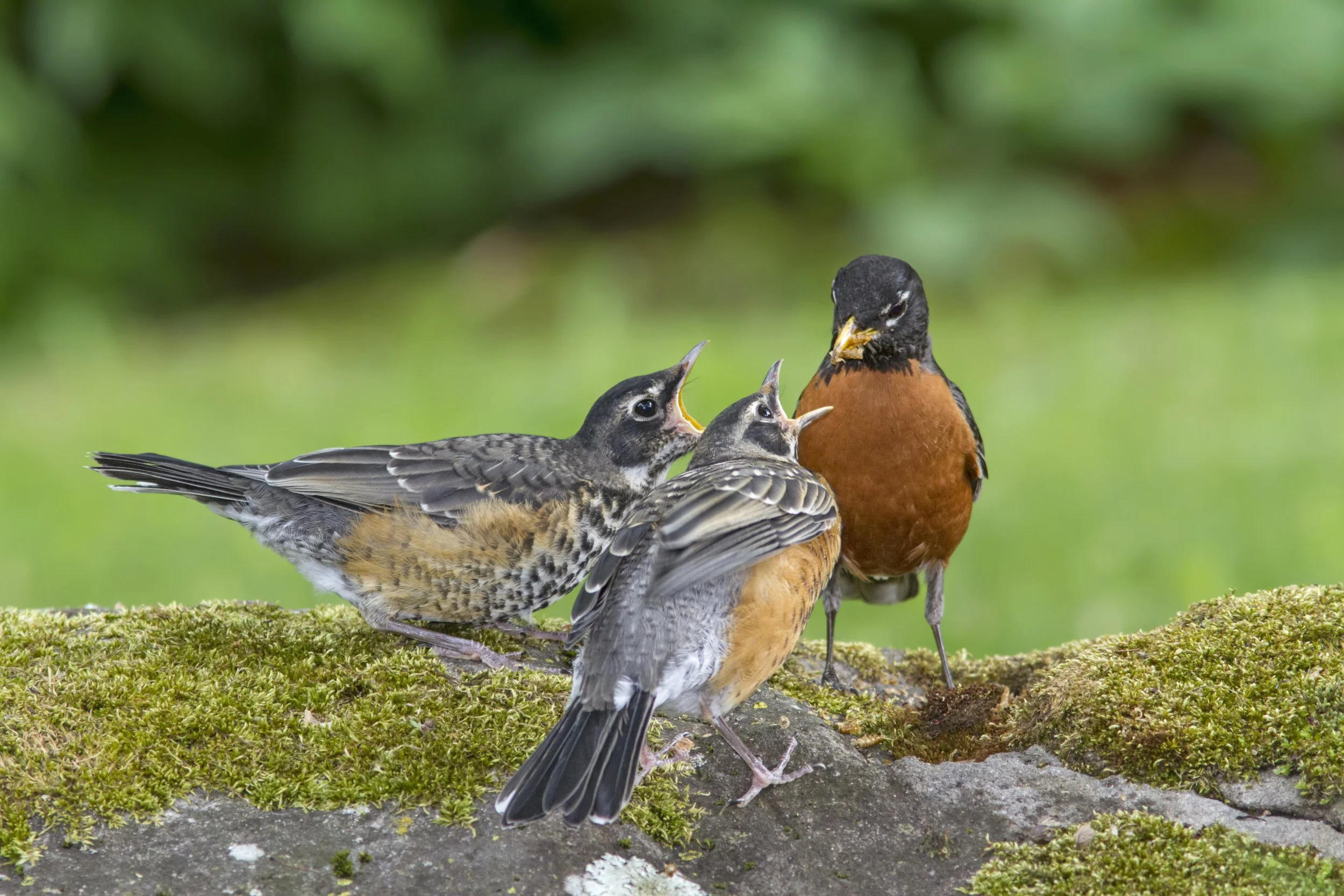 Merles d’Amérique
© France Bouvier. Comme la nature est belle n’est-ce-pas?
Quelle magnifique journée!  Je décide alors d’aller profiter de cette superbe température en allant relaxer sur le terrain arrière avec, bien sûr, ma caméra.  C’est alors que