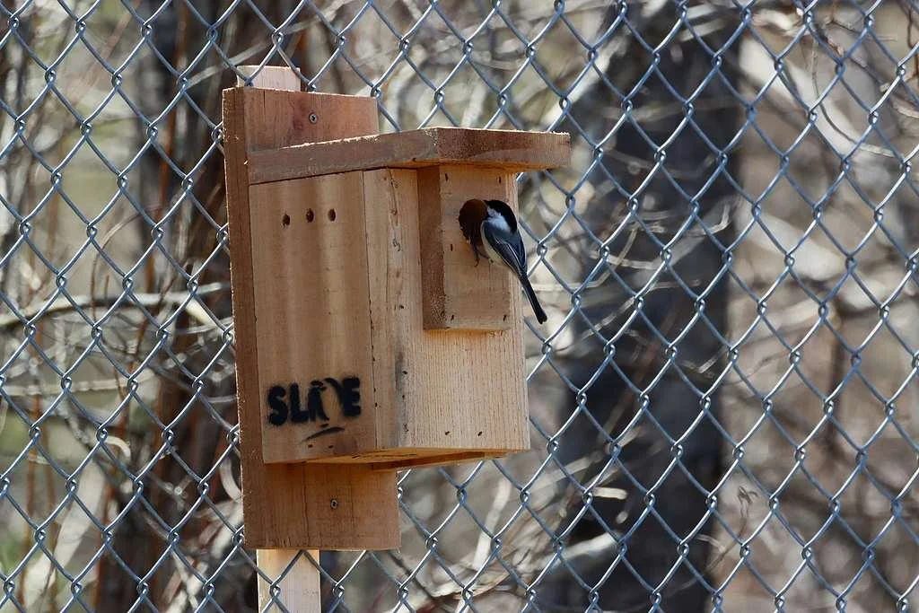 Encore plus de nichoirs de la SLOE à Sherbrooke