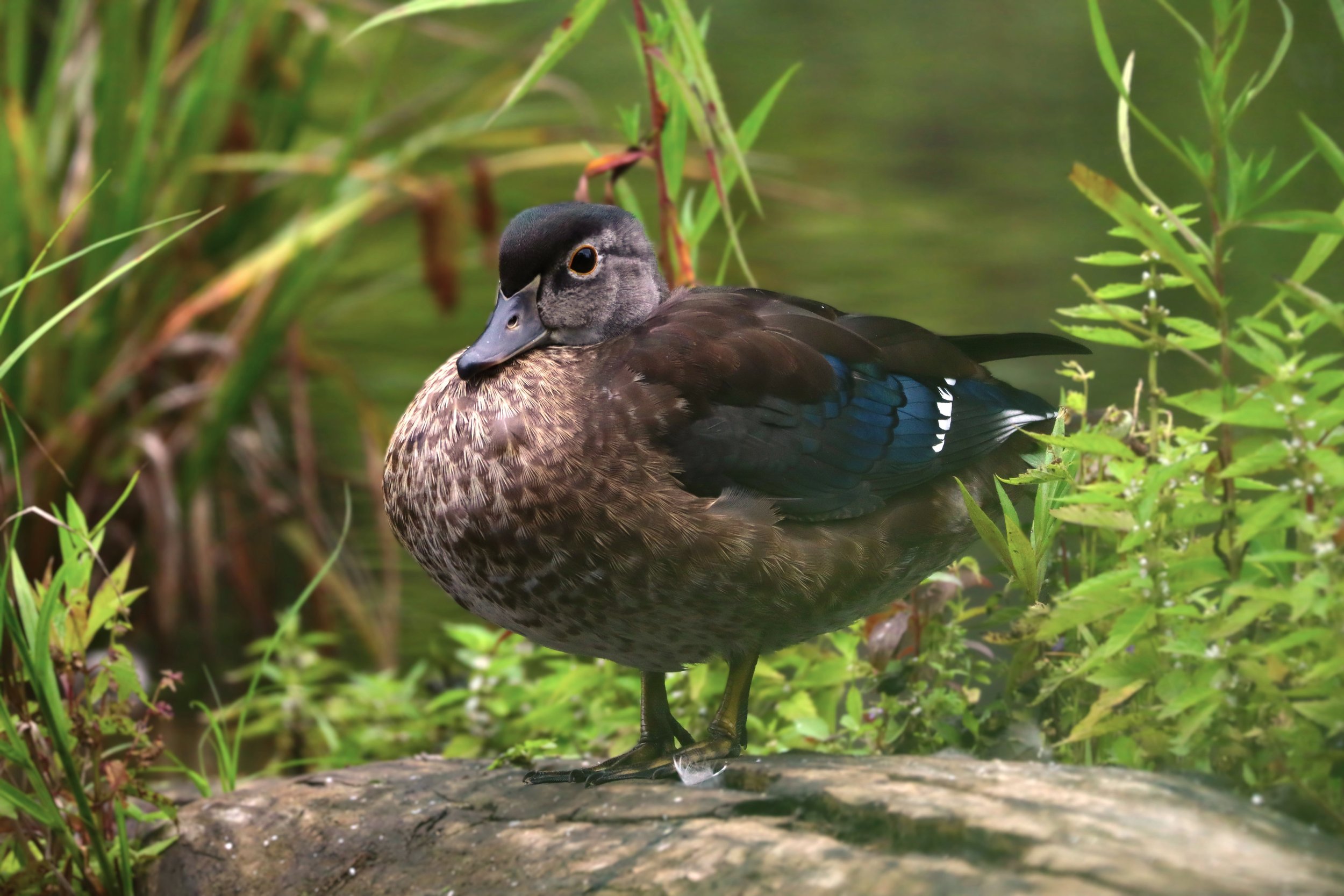 Canard branchu © Liam Messier
Une éclaircie en bonne compagnie
Je me rappelle très bien de cette journée, elle était assez sombre avec une pluie intermittente. Au cœur d’une éclaircie, j’ai pris un petit moment pour prendre en photo ce joli canard br