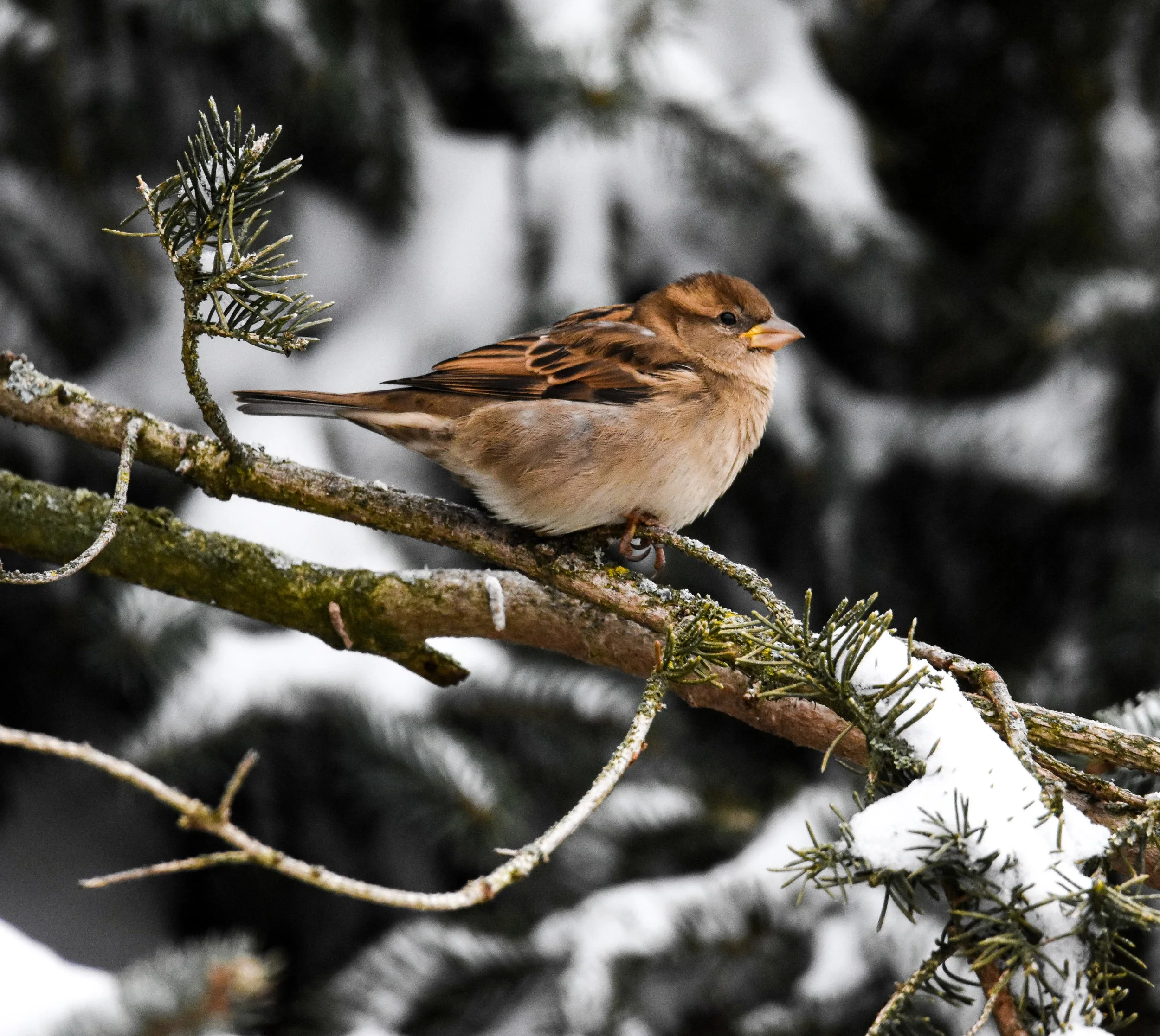 Moineau domestique
© Claude Beauchemin

Une beauté discrète
Pris durant l’hiver 2021 à Sherbrooke, ce joli Moineau domestique révèle une beauté discrète qu’on oublie trop souvent.  Dans le silence de la forêt enneigée, son plumage brun et gris se fon