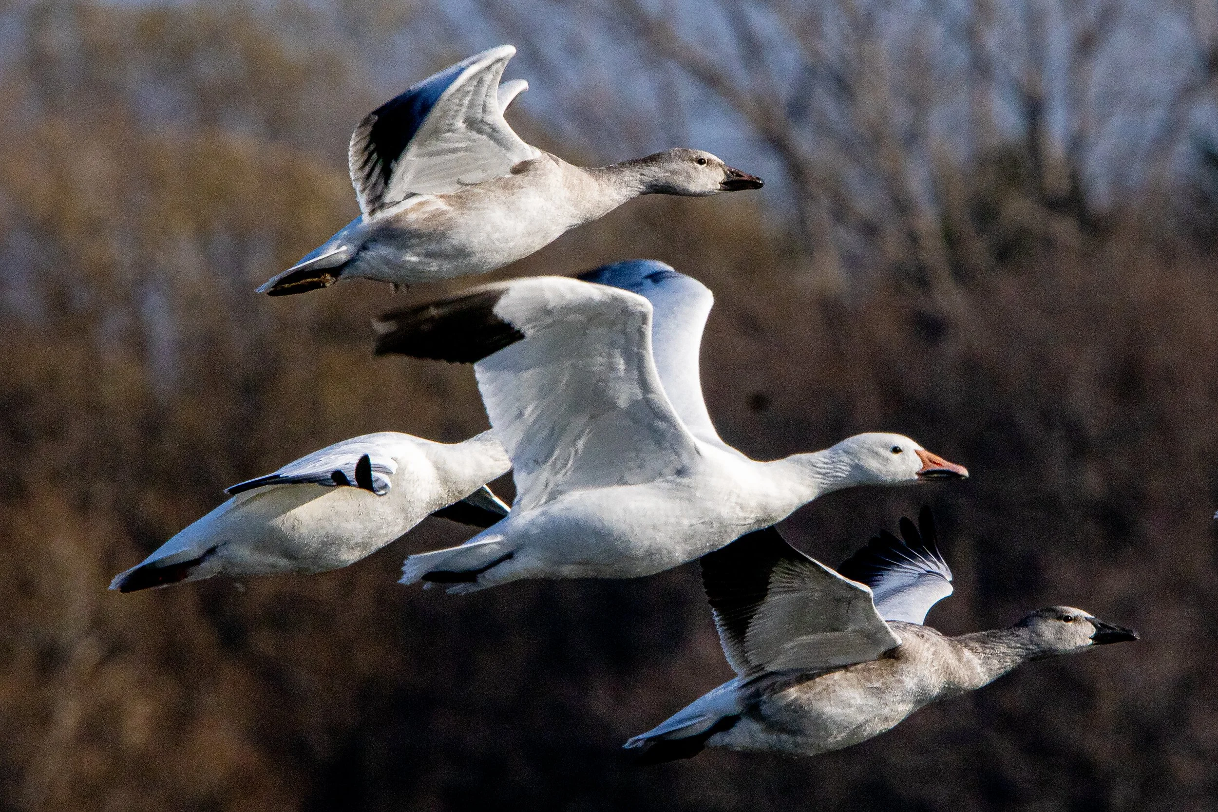 Oies des neiges
© François Bélisle

Une migration de 4000 kilomètres
L’oie des neiges, quel oiseau magnifique! Natif de Montmagny, habitant près du fleuve, j’ai toujours admiré ce grand voyageur qu’on appelait Oie blanche.  On parle ici d’une migrati