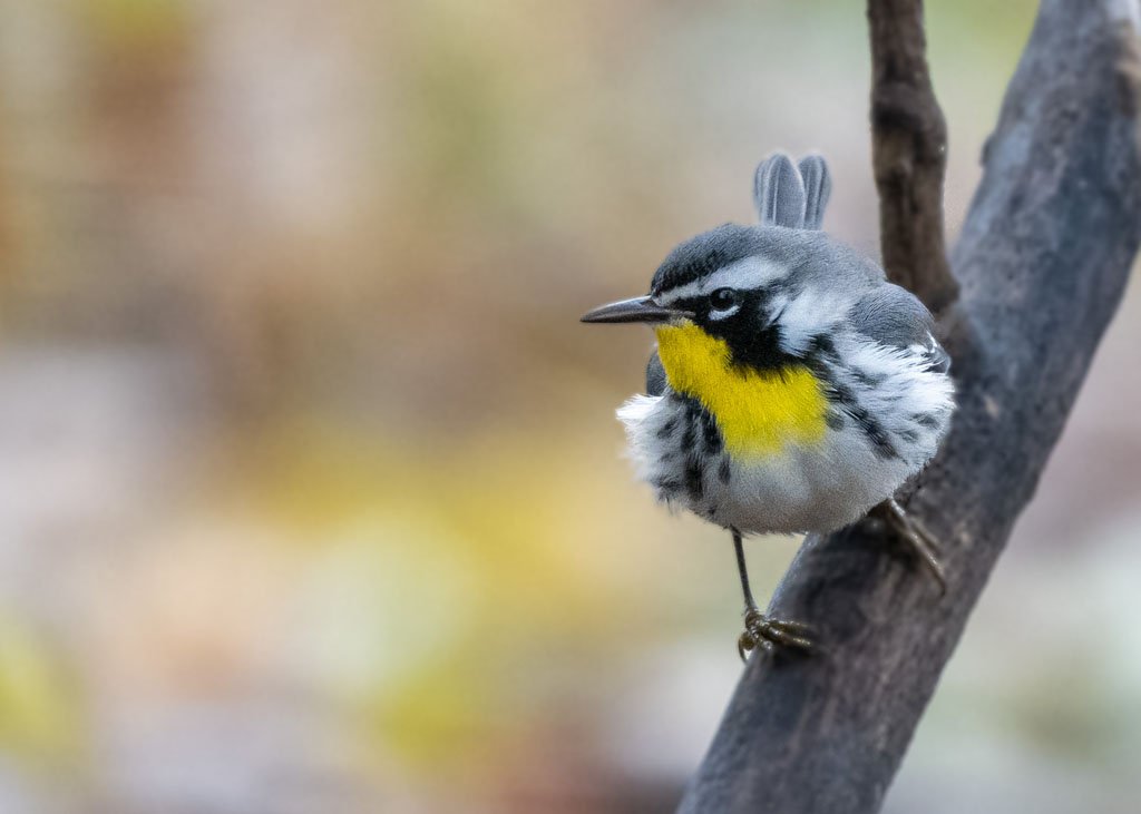 Ornithologie : où voir hiboux et chouettes en Estrie
