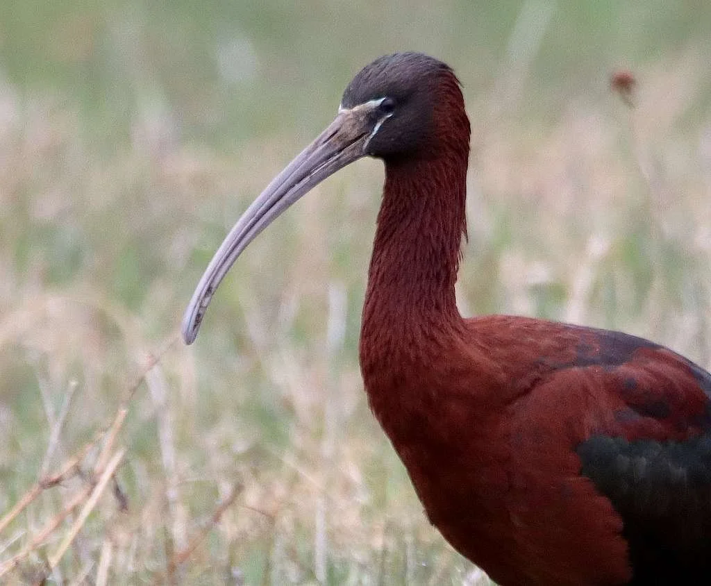 Ibis falcinelle © Denis Boisvert

Alerte générale sur messenger "Oiseaux rares Sherbrooke..."

Micheline et moi décidons de prendre une chance et de se déplacer espérant observer l'oiseau en question, l'Ibis falcinelle. Nous sommes à proximité du cen