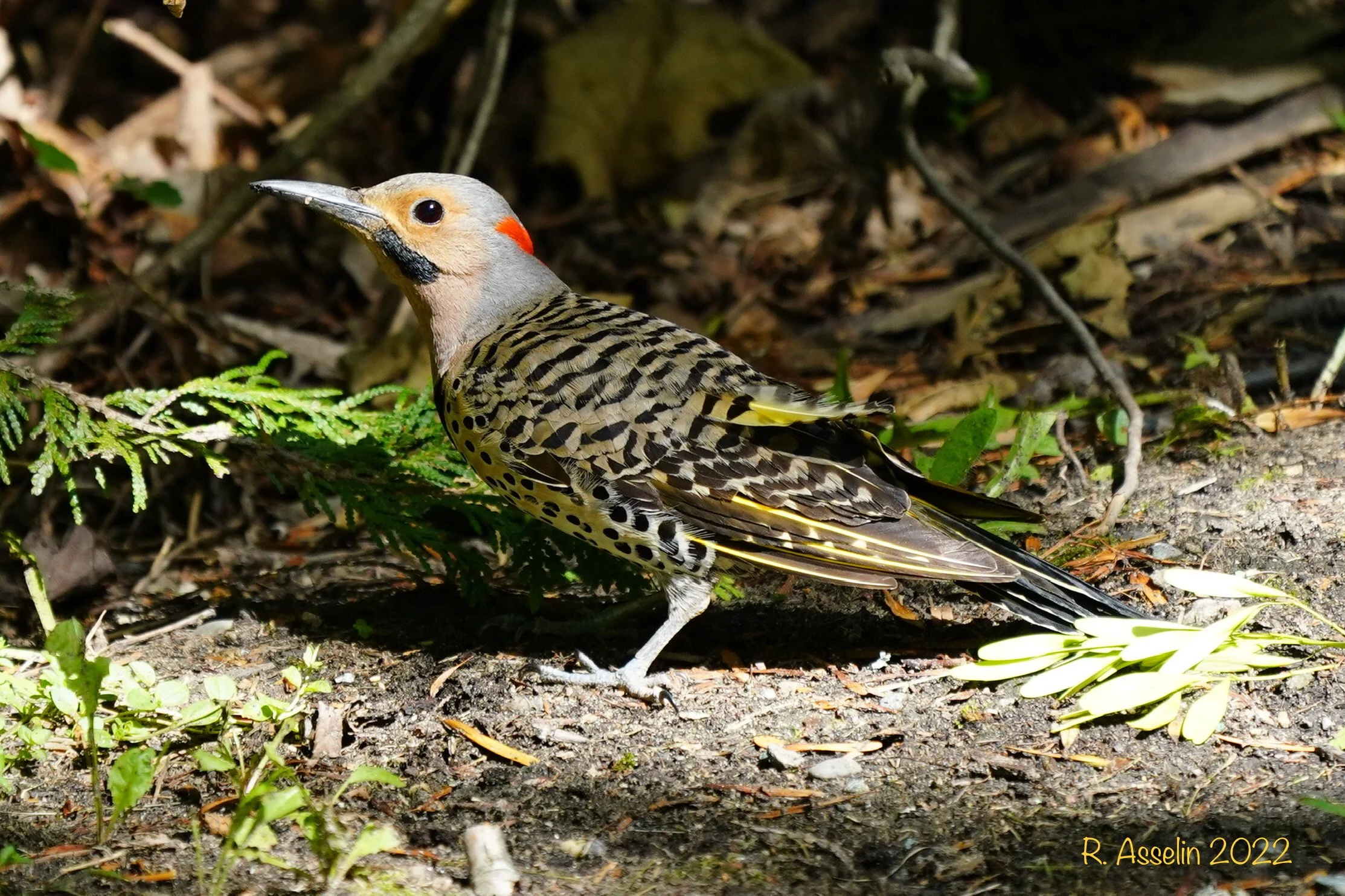 Pic flamboyant© Réjean Asselin 
Un beau moment 
Visite inattendue dans ma cour de ce magnifique Pic flamboyant, l'un de mes favoris.  Photo prise tout simplement en sortant de chez moi, comme quoi parfois rien ne sert d'aller bien loin pour faire de 