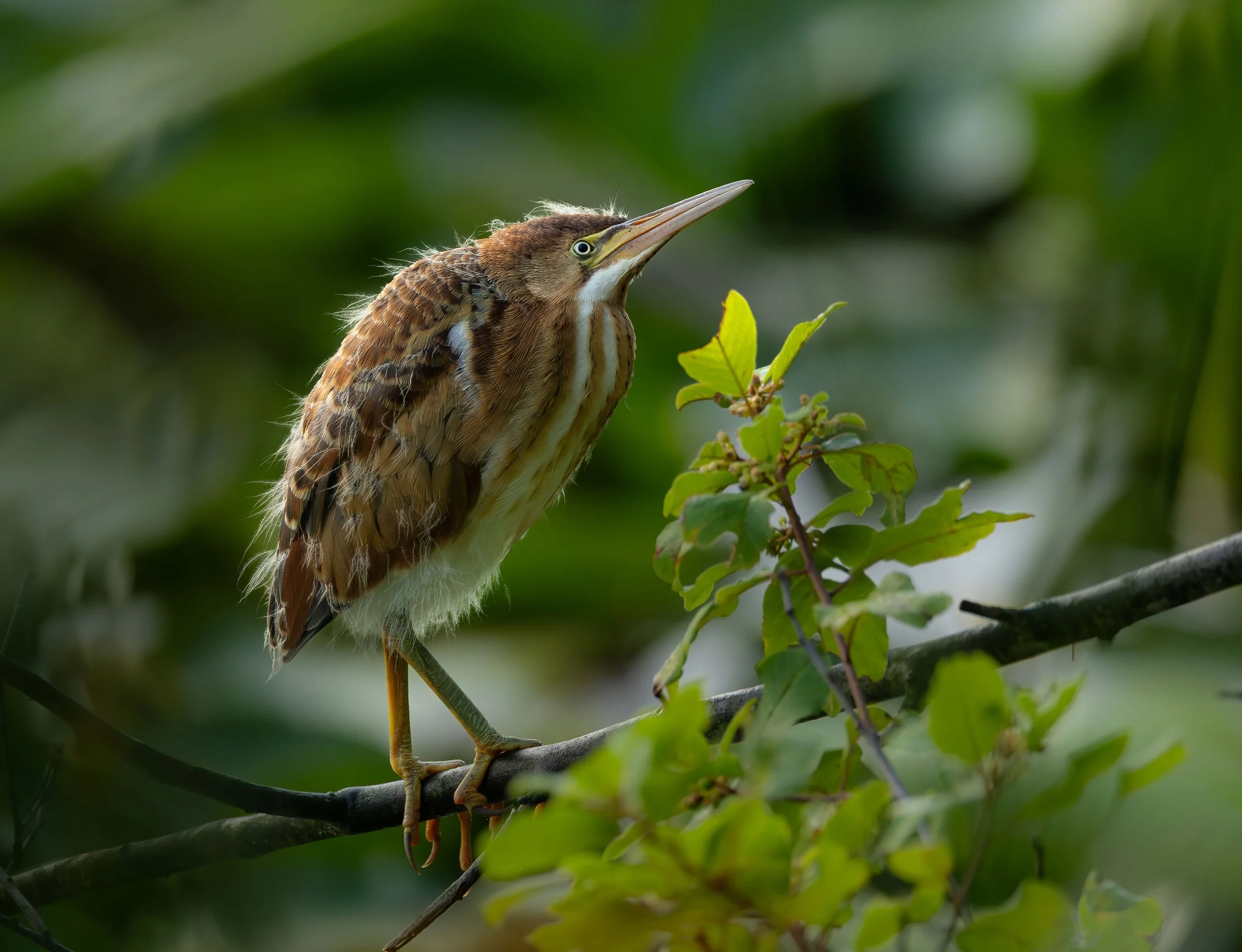 Petit Blongios © Julie Paquette
Un Petit Blongios juvénile bien affamé
Ce matin-là, toute la fratrie était très active. Les jeunes attendaient le retour d’un parent avec le petit déjeuner. Quand celui-ci a levé la tête au retour d’un parent, j’avais 