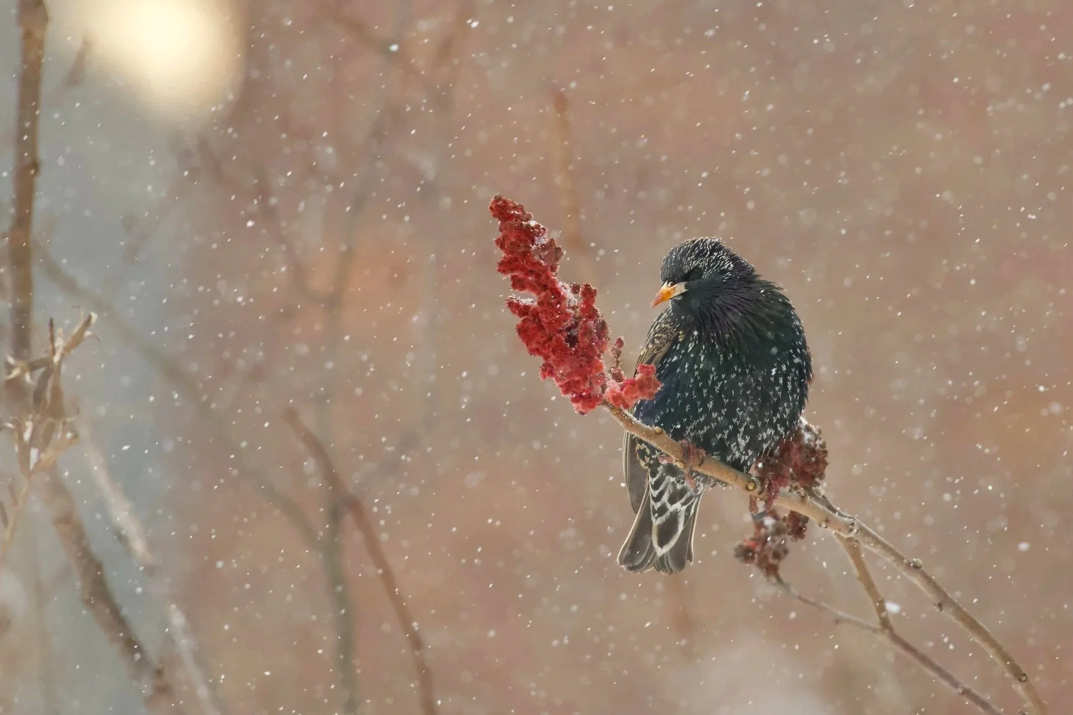 Causerie photo dimanche 15 février 2026