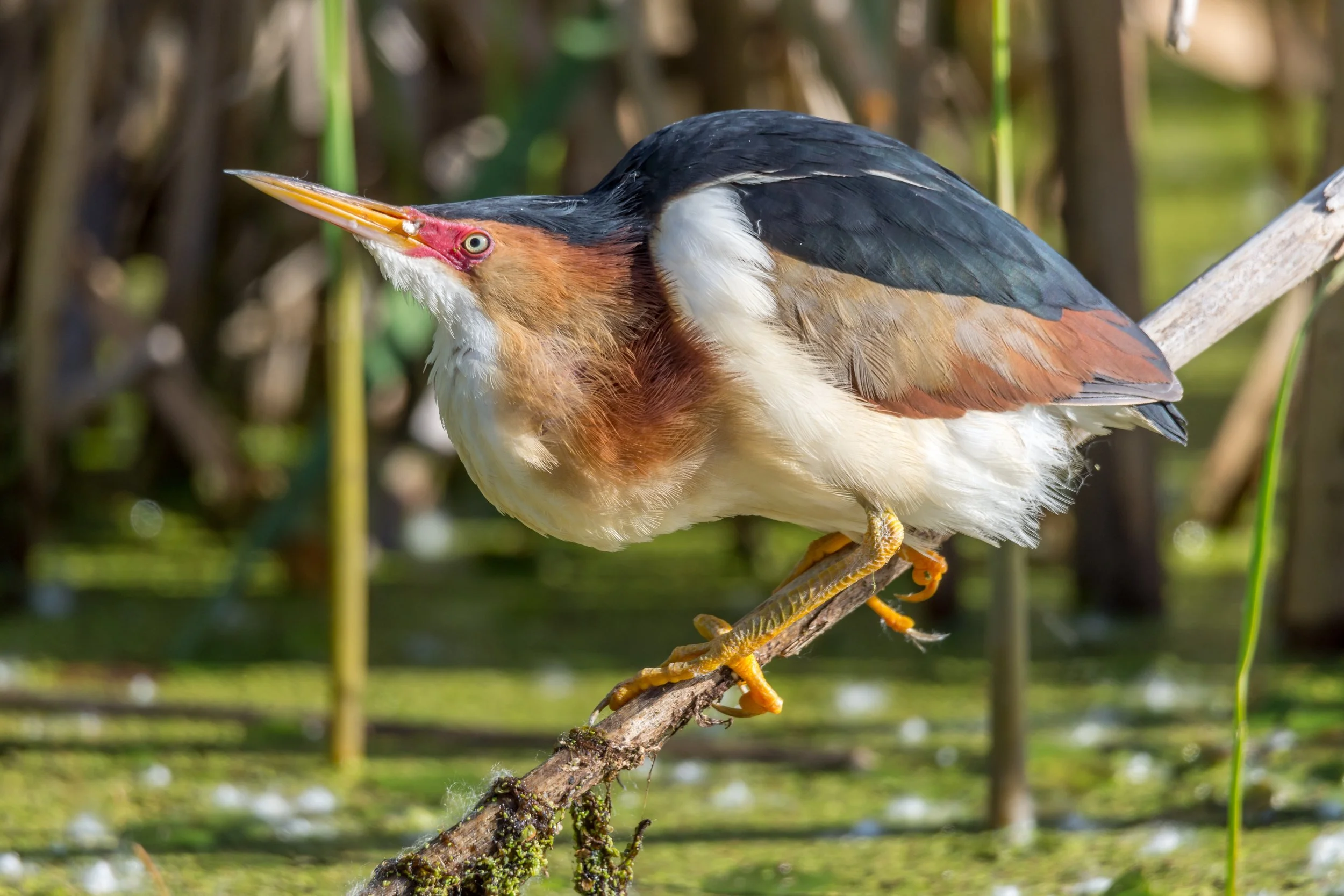 Petit Blongios
© Michel Rochon. 
Le Petit Blongios chante avec coeur. Si petit et si beau, on peut très bien décrire le Petit Blongios de cette façon.  Un couple avait eu la brillante idée de nicher dans un ilot de plantes aquatiques à environ 3 m de