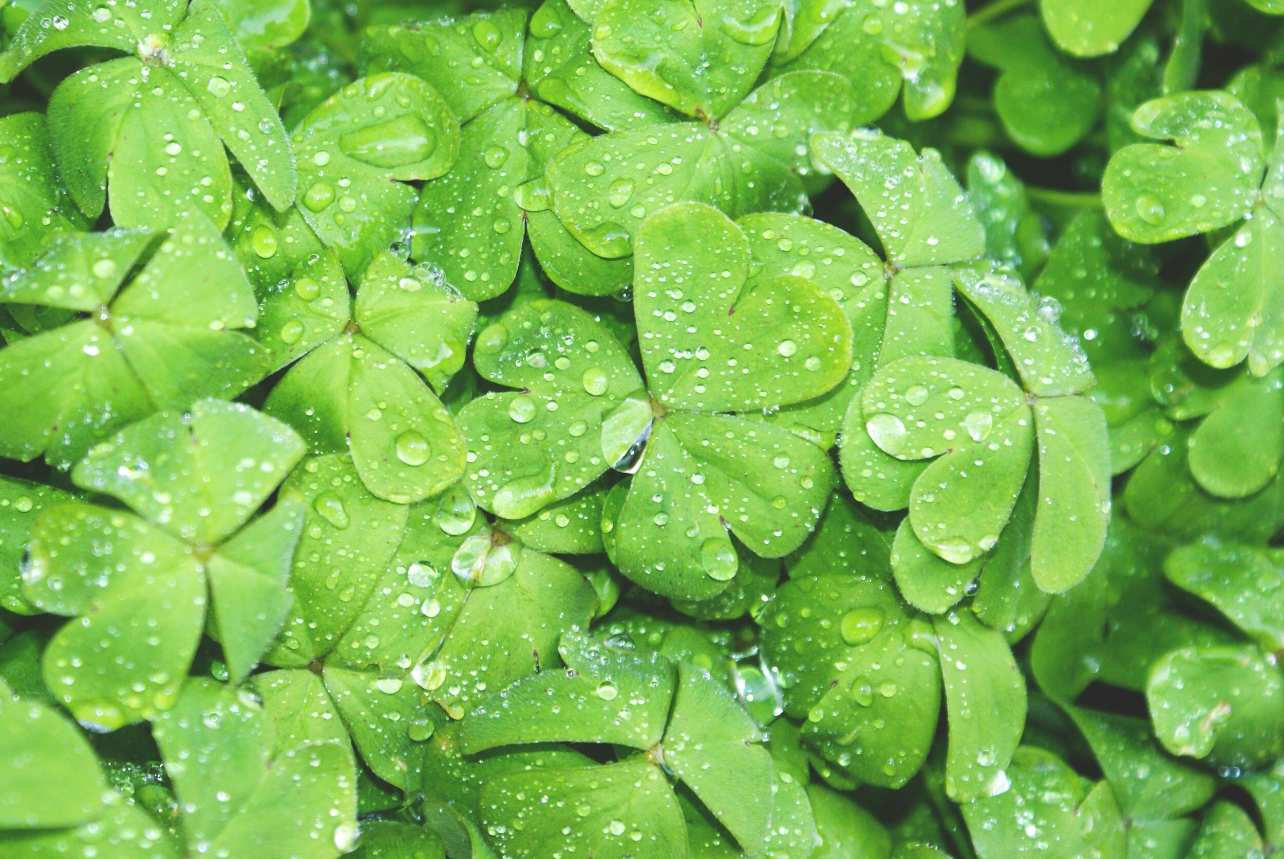 St. Patrick's Weekend